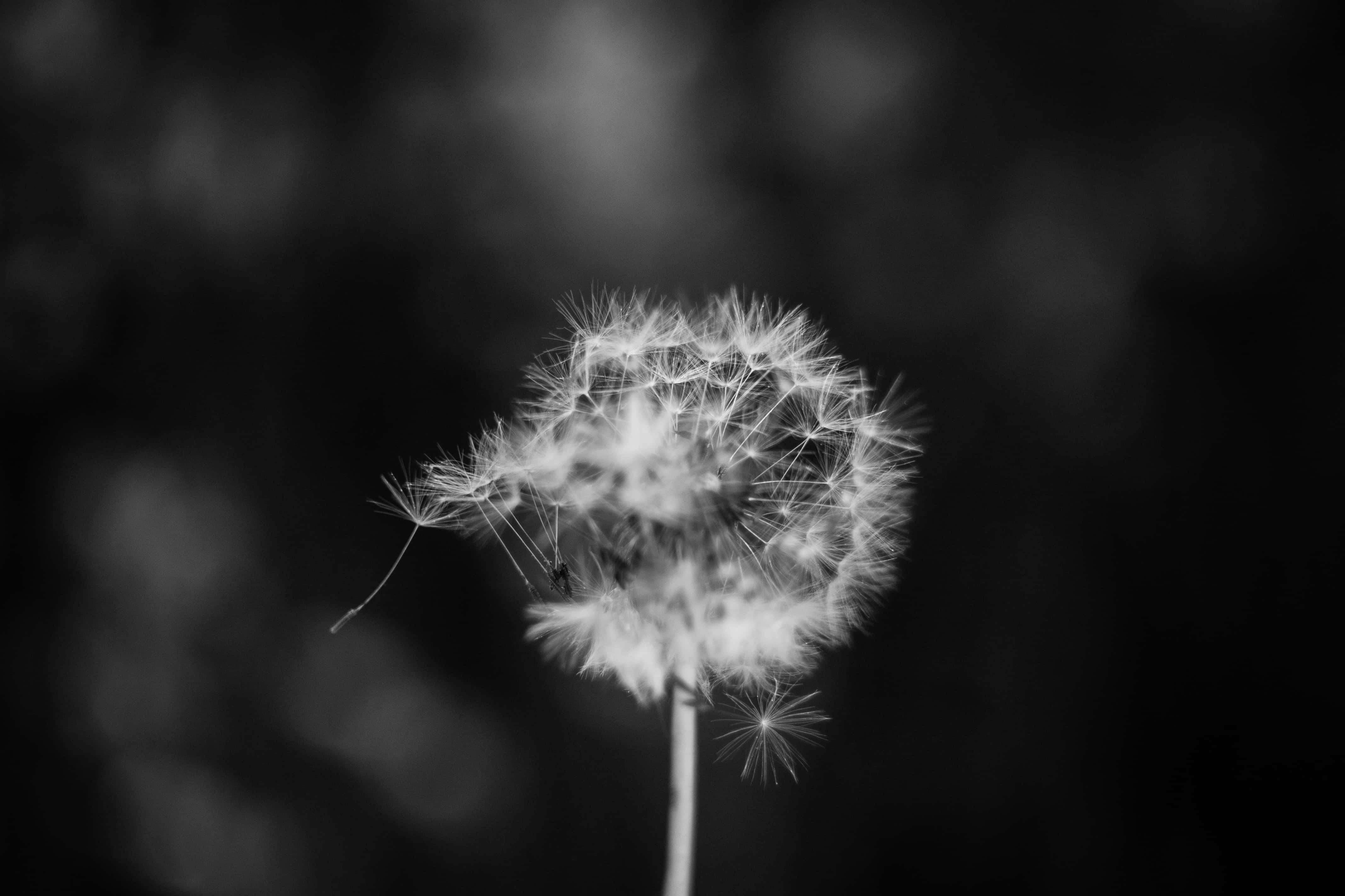 Black And White Flower 桌布 壁紙 — 黑白柔焦散景背景下的精緻蒲公英種子頭。