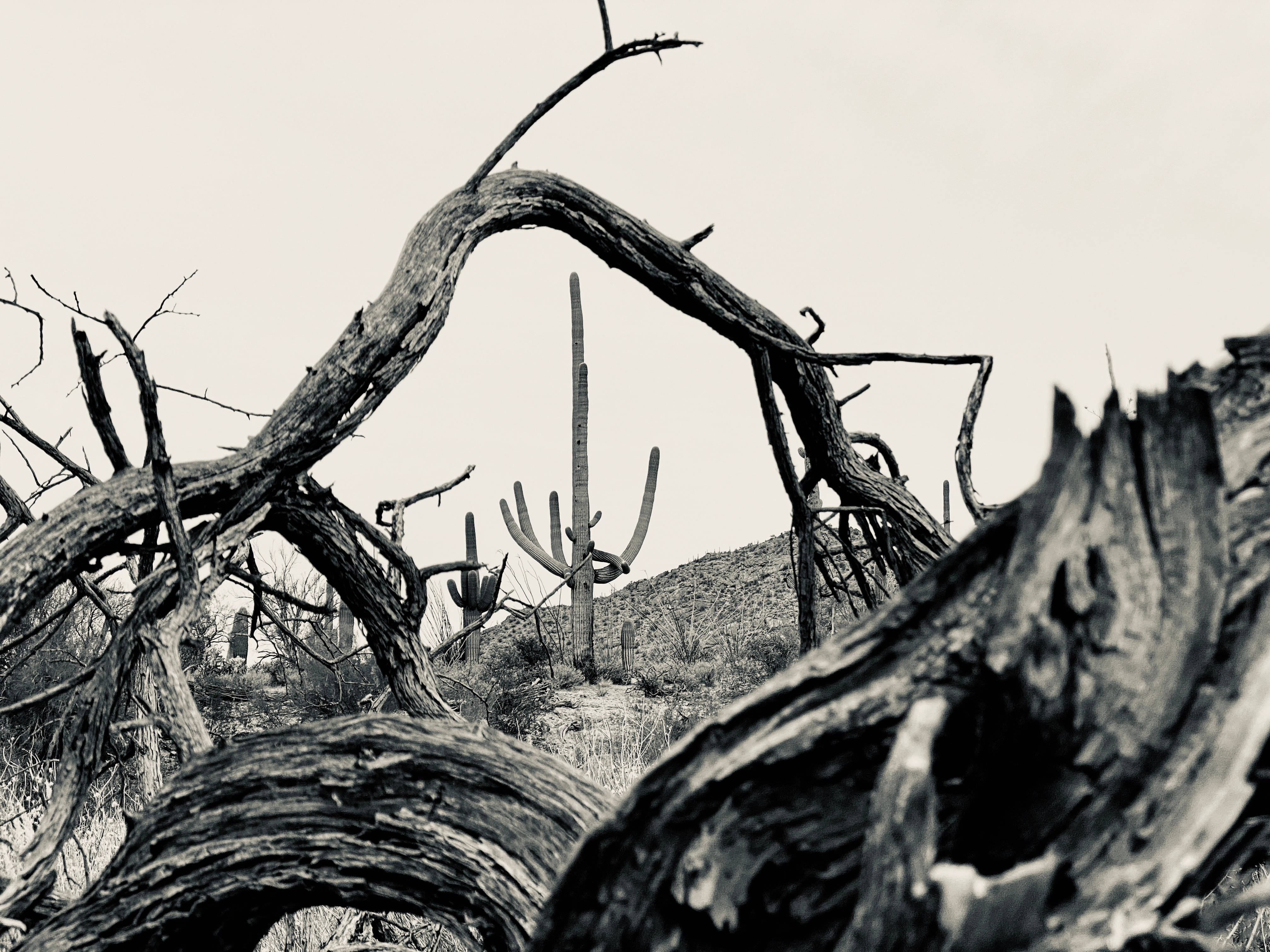 Black And White HD 桌布 壁紙 — 黑白沙漠場景，扭曲的枯木襯托著淡色天空下的薩瓜羅仙人掌。