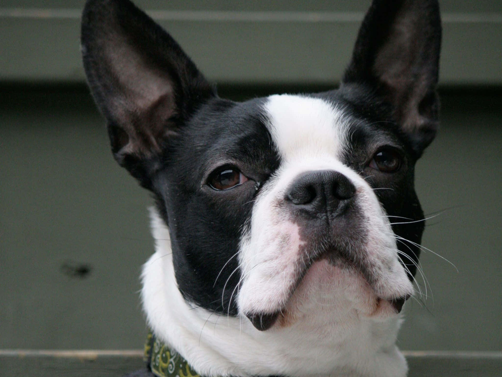 boston terrier 桌布 壁紙 — 黑白波士頓㹴的特寫，豎起的耳朵和充滿靈魂的棕色眼睛向上凝視。