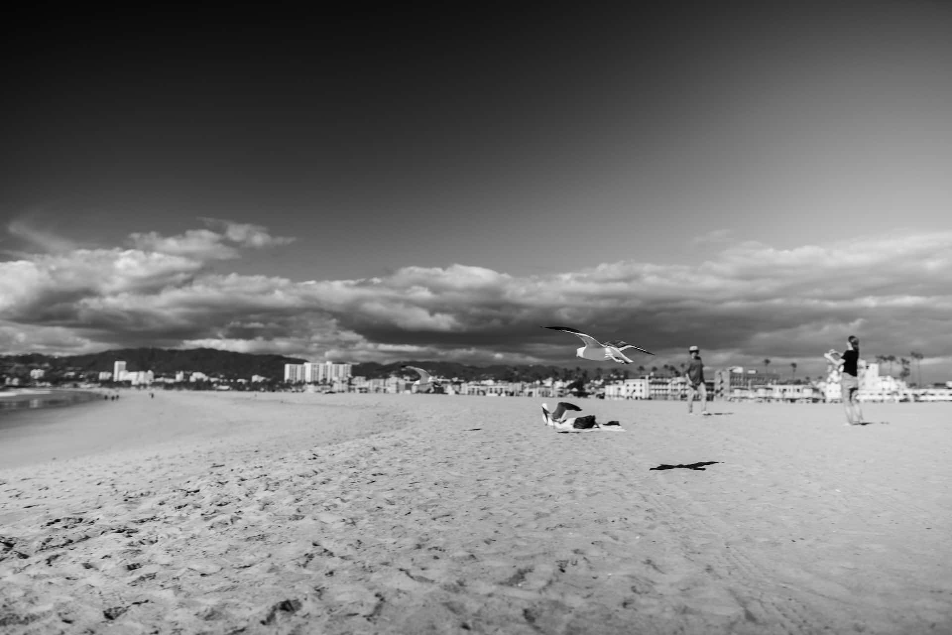 Black And White Beach 桌布 壁紙 — 黑白海灘場景，人們在放鬆，海鷗在紋理沙灘上空飛翔，天空多雲。