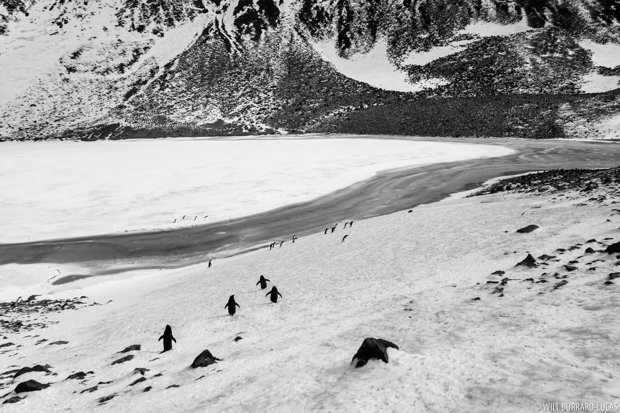 Antarctica 桌布 壁紙 — 黑白照片，企鵝穿越白雪皚皚的南極地形，朝冰凍的海岸線前進。