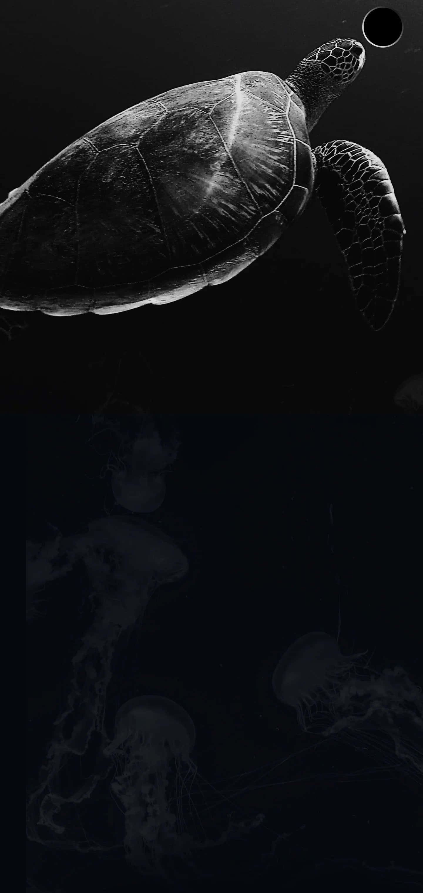 黑白照片中的海龜與水母 壁紙