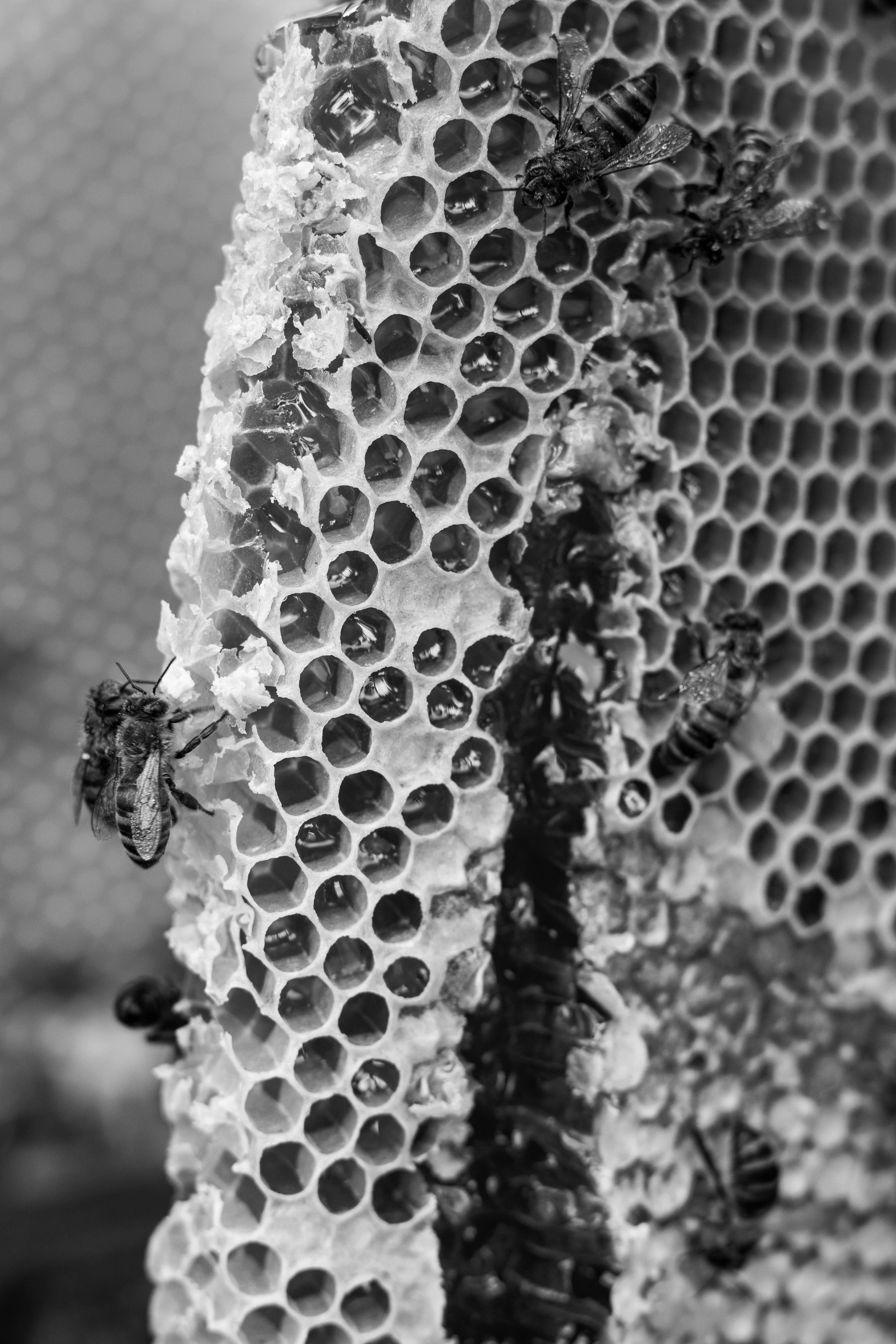Honeycomb 桌布 壁紙 — 黑白特寫，蜜蜂在帶有六角形蜂窩的紋理蜂巢結構上積極工作。