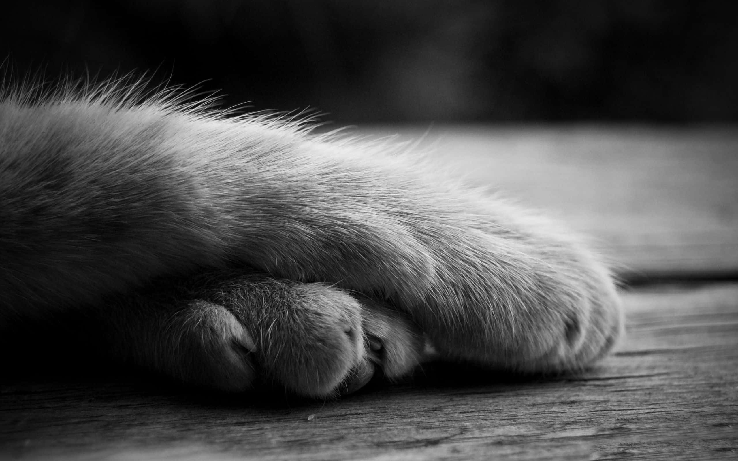 paws 桌布 壁紙 — 黑白特寫，貓爪輕輕放在風化的木板上，背景柔和失焦。
