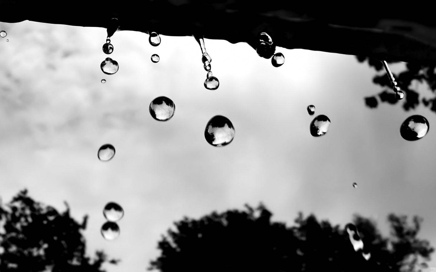 Rainy Day 桌布 壁紙 — 黑白特寫，雨滴懸掛在葉子邊緣，反射出多雲的天空和樹木剪影。