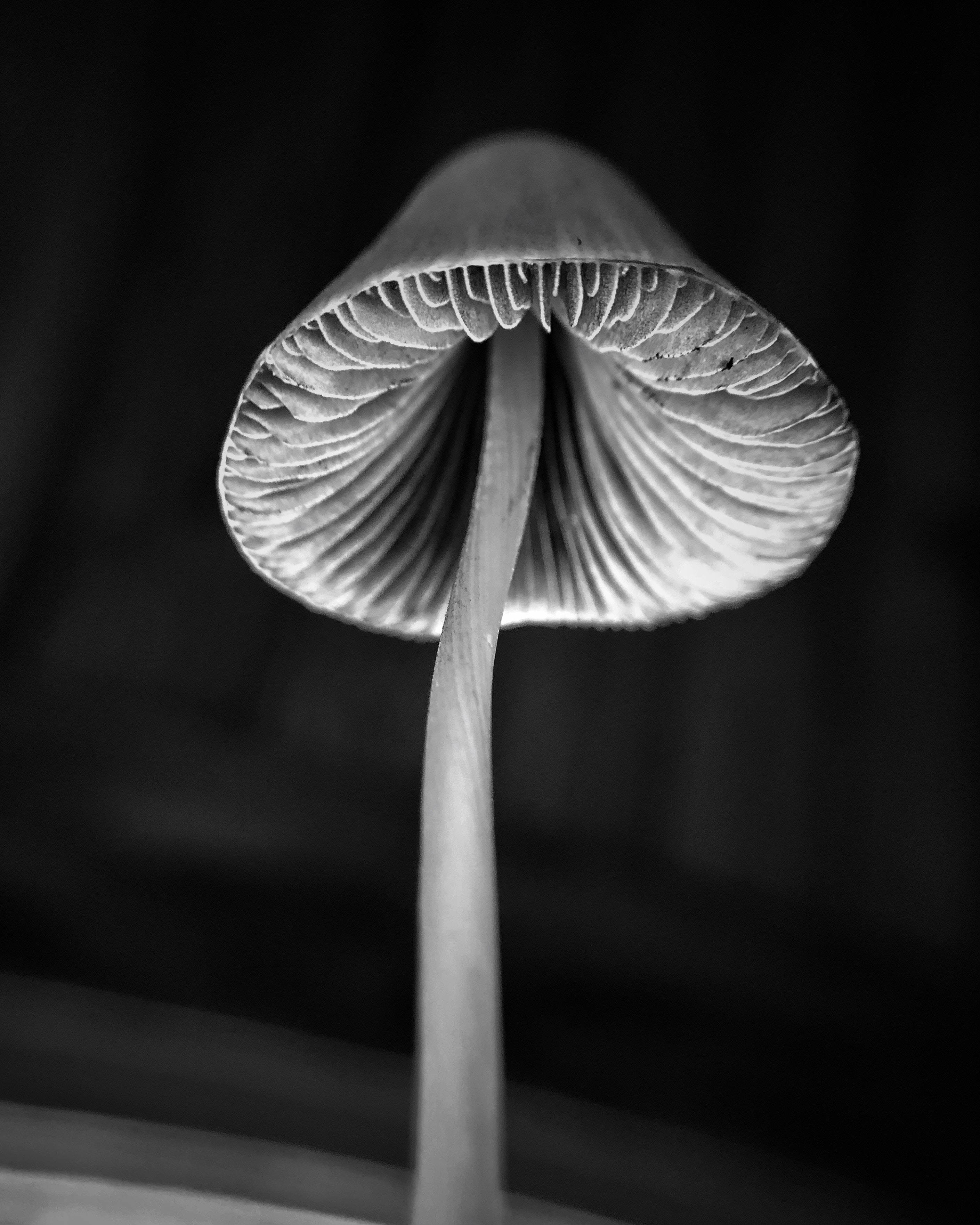 Mushroom Aesthetic 桌布 壁紙 — 黑白特寫蘑菇菌褶，在模糊的深色背景下展現複雜紋理。