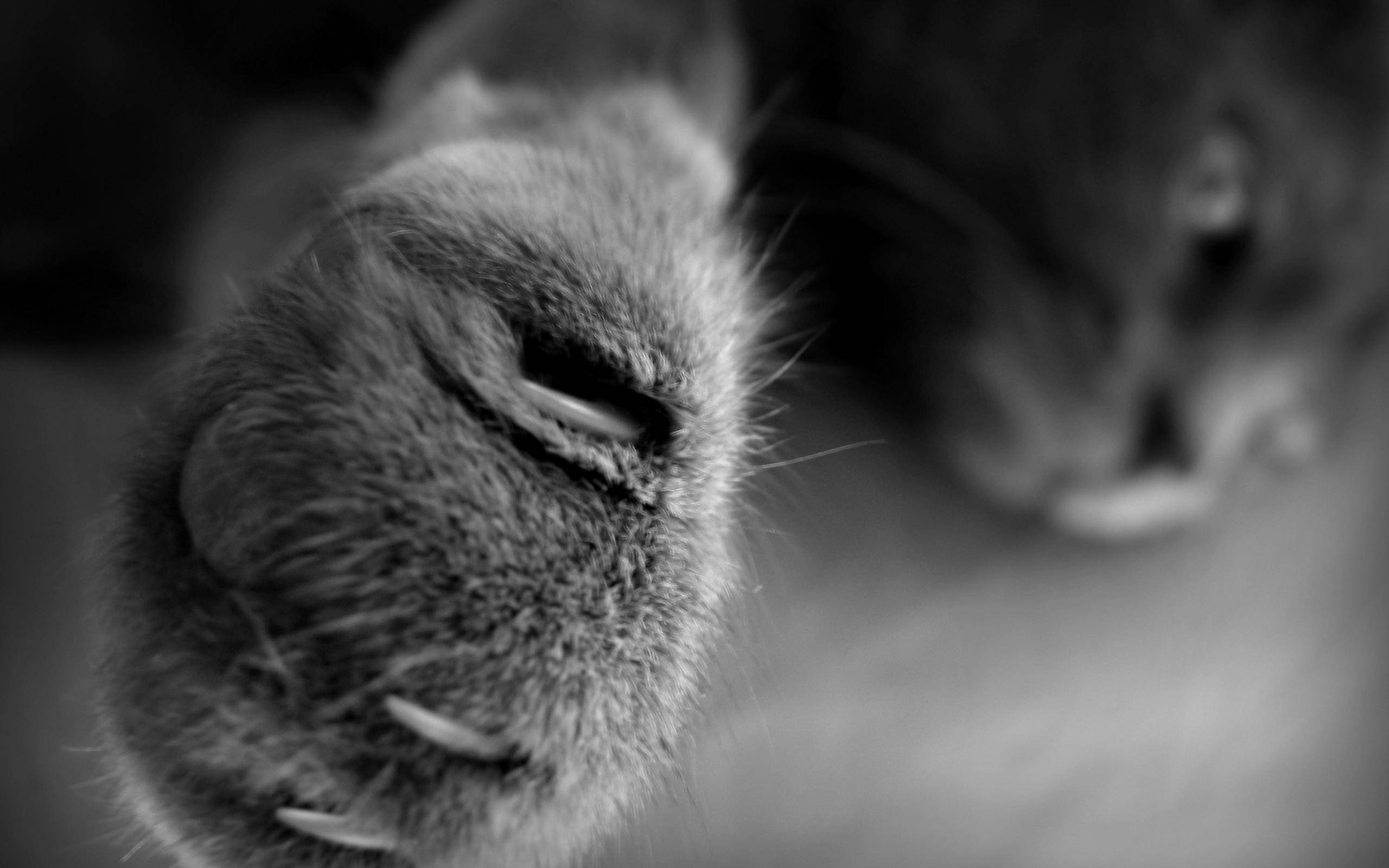 Cute Cat Love 桌布 壁紙 — 黑白特寫貓爪，清晰可見爪子和柔軟毛髮，背景為模糊的臉部。