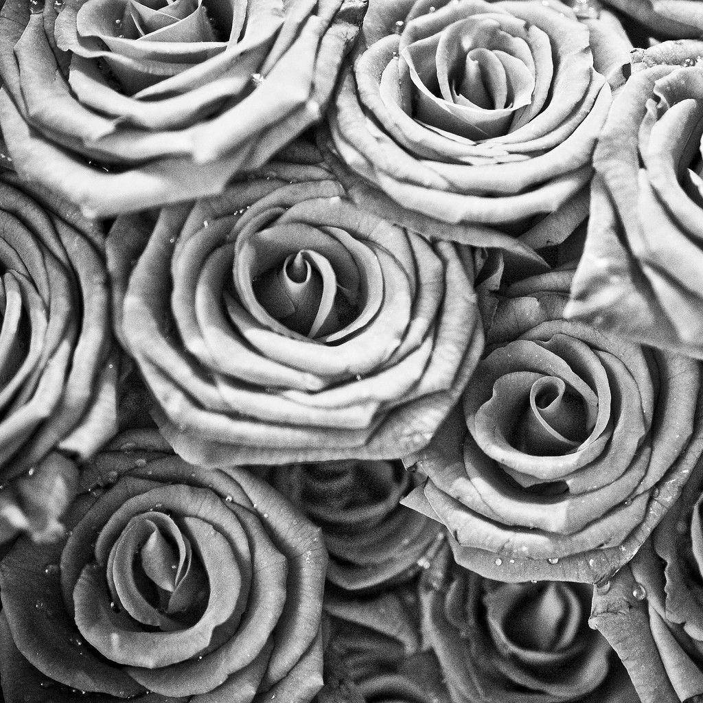 Rose Flower 桌布 壁紙 — 黑白特寫鏡頭，露珠親吻的玫瑰，花瓣層層疊疊，陰影柔和。