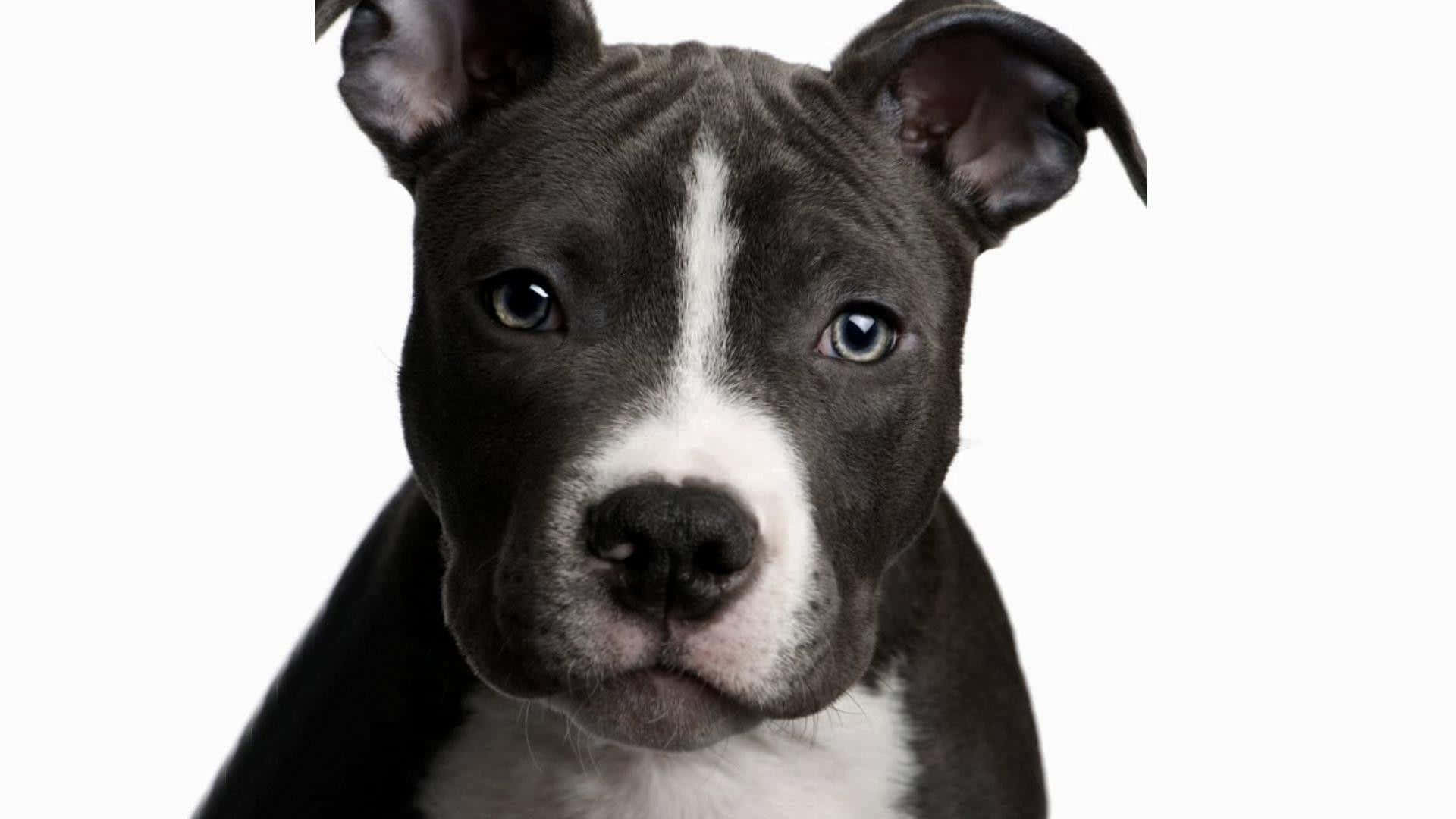 Black Pitbull 桌布 壁紙 — 黑白相間的比特犬幼犬特寫肖像，擁有引人注目的藍色眼睛，在純白背景前直視鏡頭。