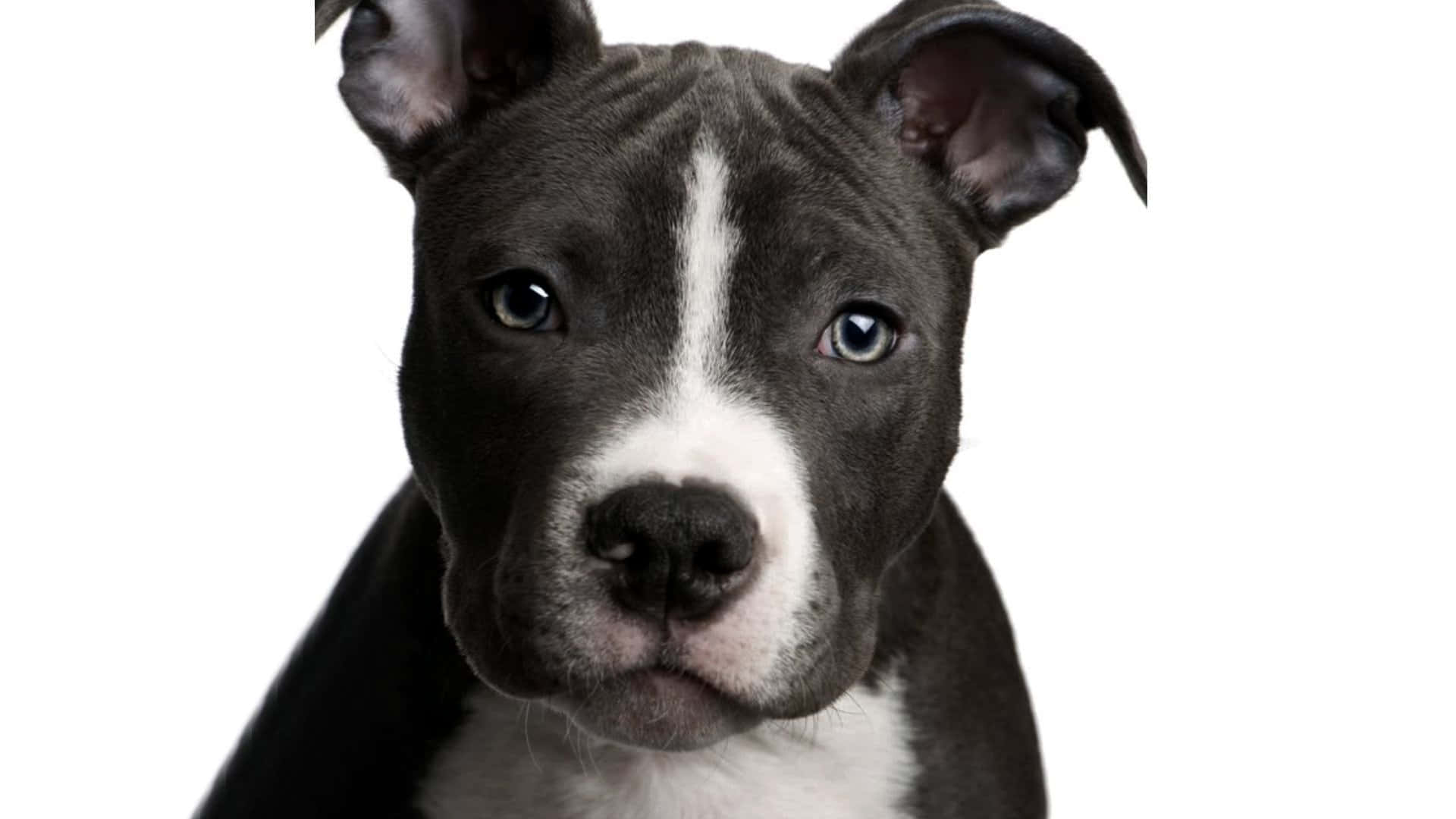 狗 桌布 壁紙 — 黑白相間的鬥牛梗幼犬特寫肖像，擁有引人注目的藍色眼睛，在純白背景下直視鏡頭。