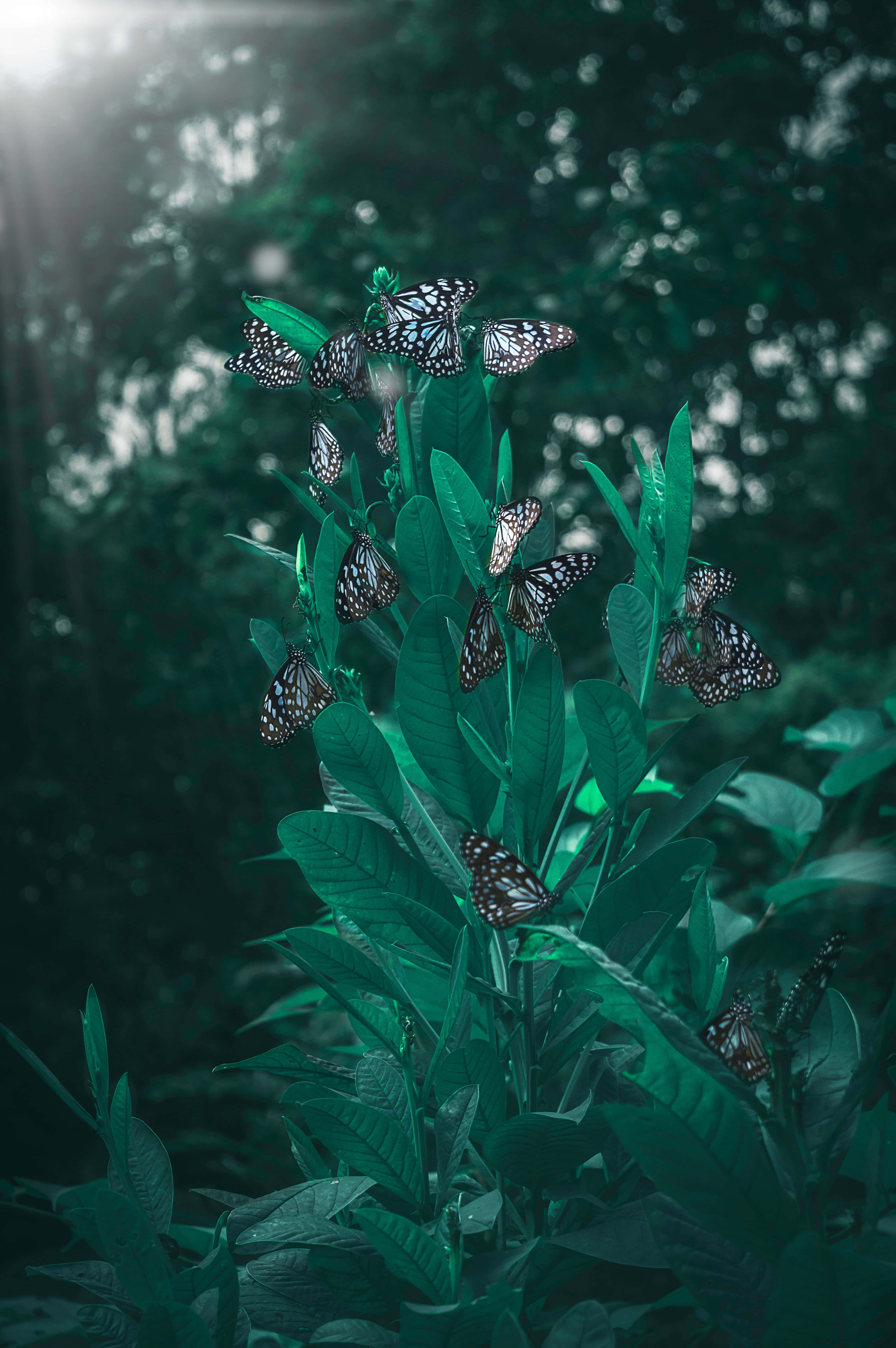 Butterflies 桌布 壁紙 — 黑白翅膀的蝴蝶在陽光穿過茂密森林樹冠時，優雅地棲息在鮮綠的葉片上。
