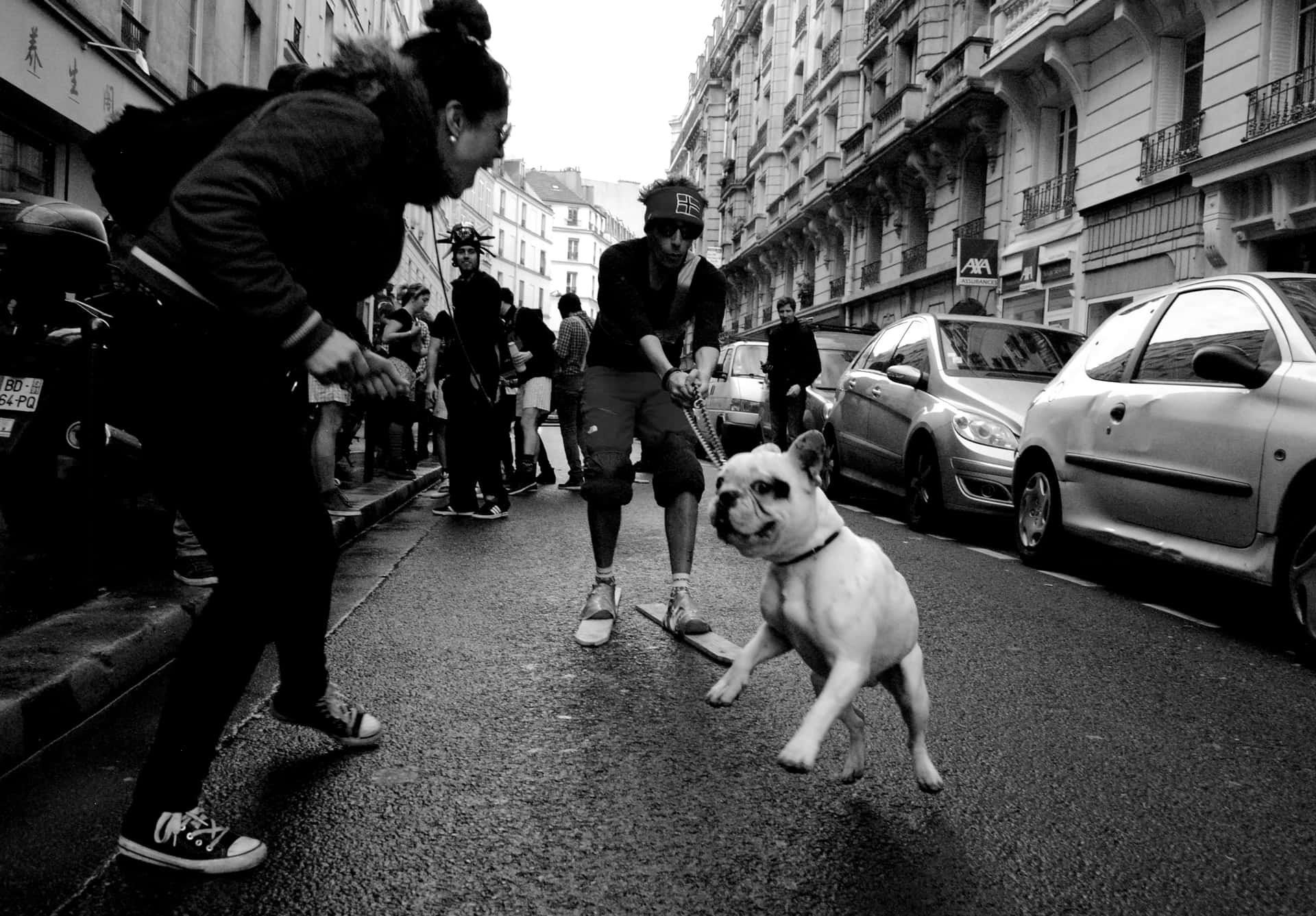黑白 桌布 壁紙 — 黑白街景捕捉到一隻頑皮的法國鬥牛犬在城市人行道上於兩人之間奔跑。