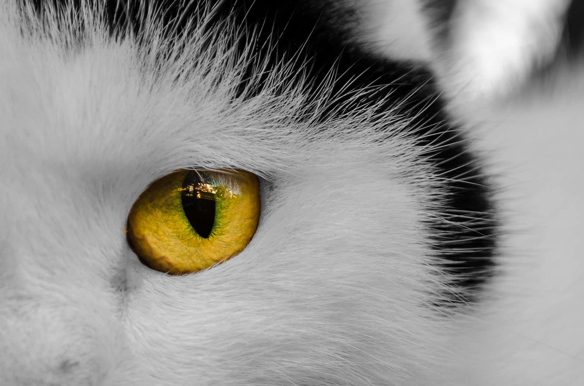 Cat Eyes 桌布 壁紙 — 黑白貓咪生動黃色眼睛的特寫，帶有詳細的毛髮紋理，並對虹膜進行銳利對焦。