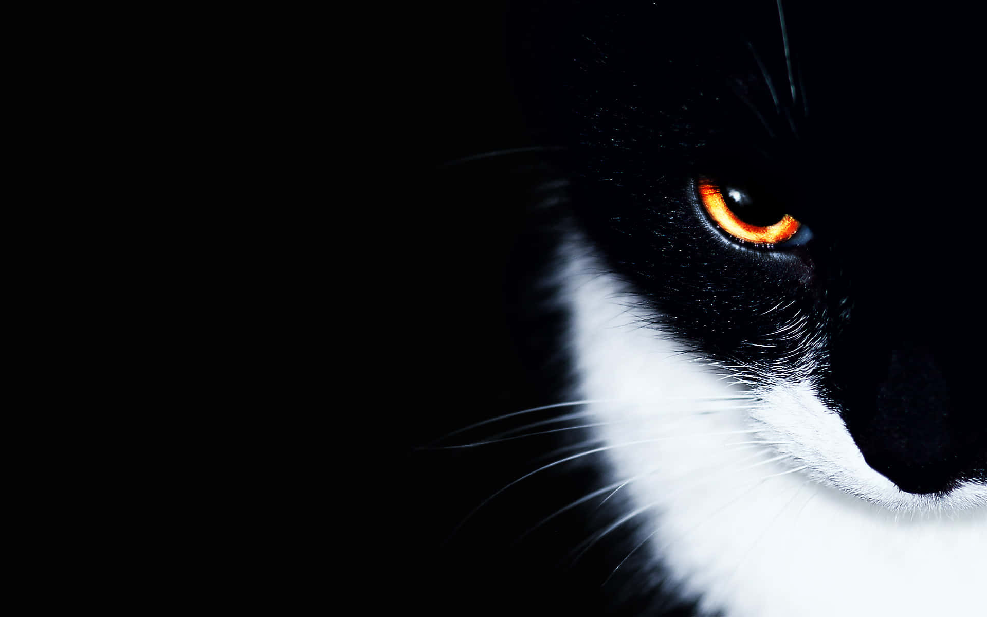 Cat Eyes 桌布 壁紙 — 黑白貓的強烈發光橙色眼睛特寫，背景為漆黑一片。