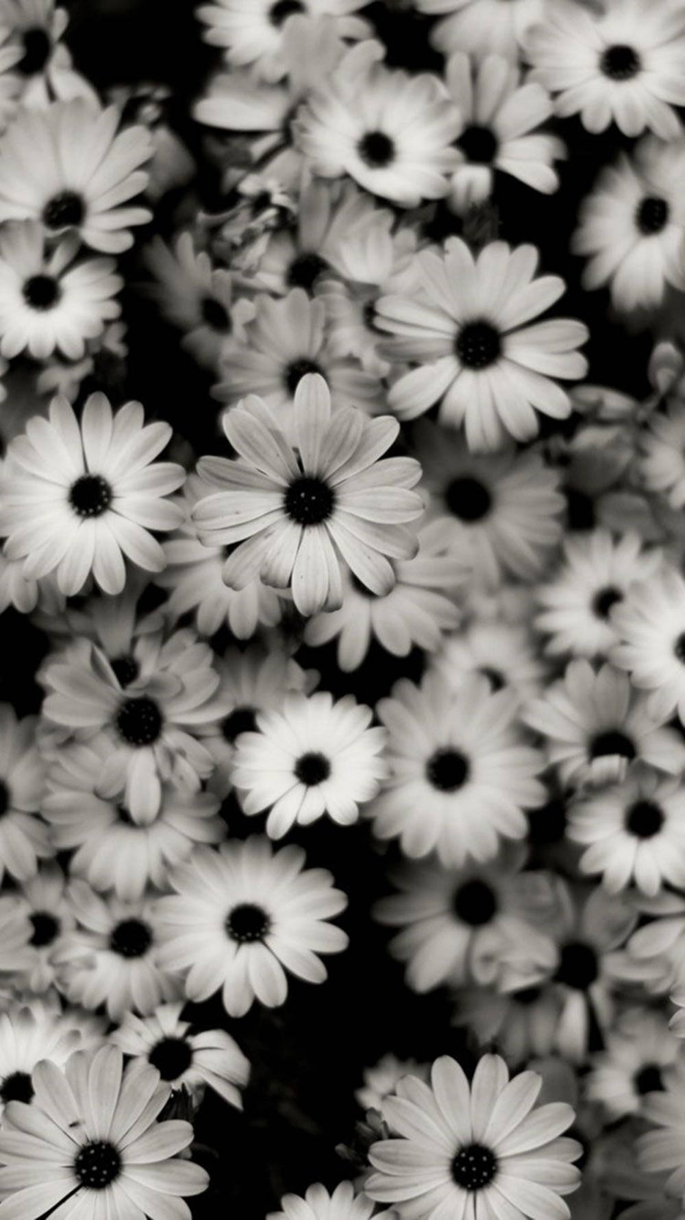 Daisy 桌布 壁紙 — 黑白雛菊特寫，深色花心，柔軟花瓣，模糊深色背景。