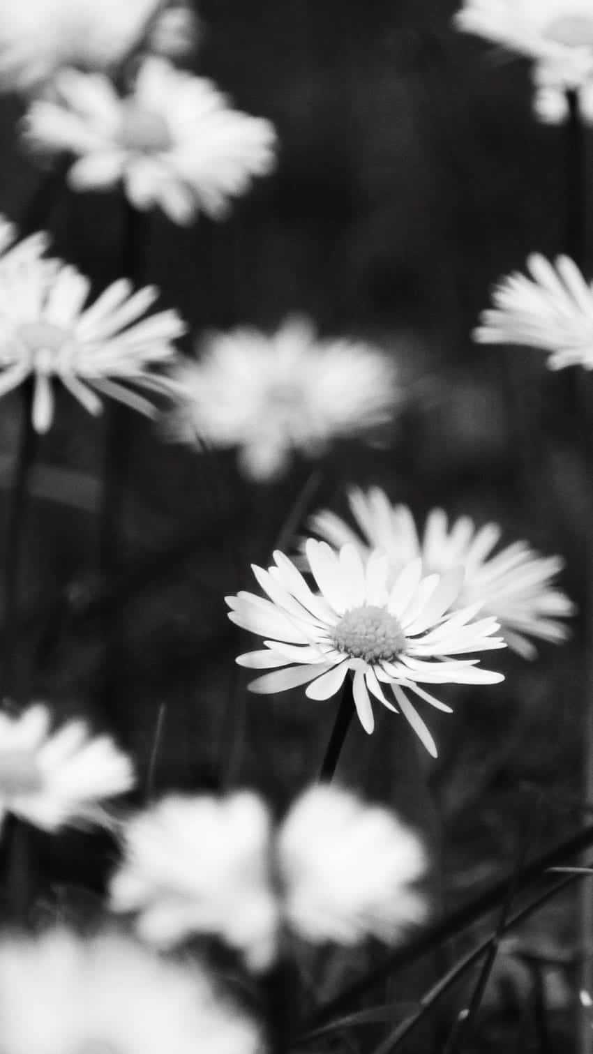 Android Daisies 桌布 壁紙 — 黑白雛菊特寫，淺景深突出其中一朵清晰對焦。