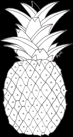 黑白鳳梨素描 壁紙