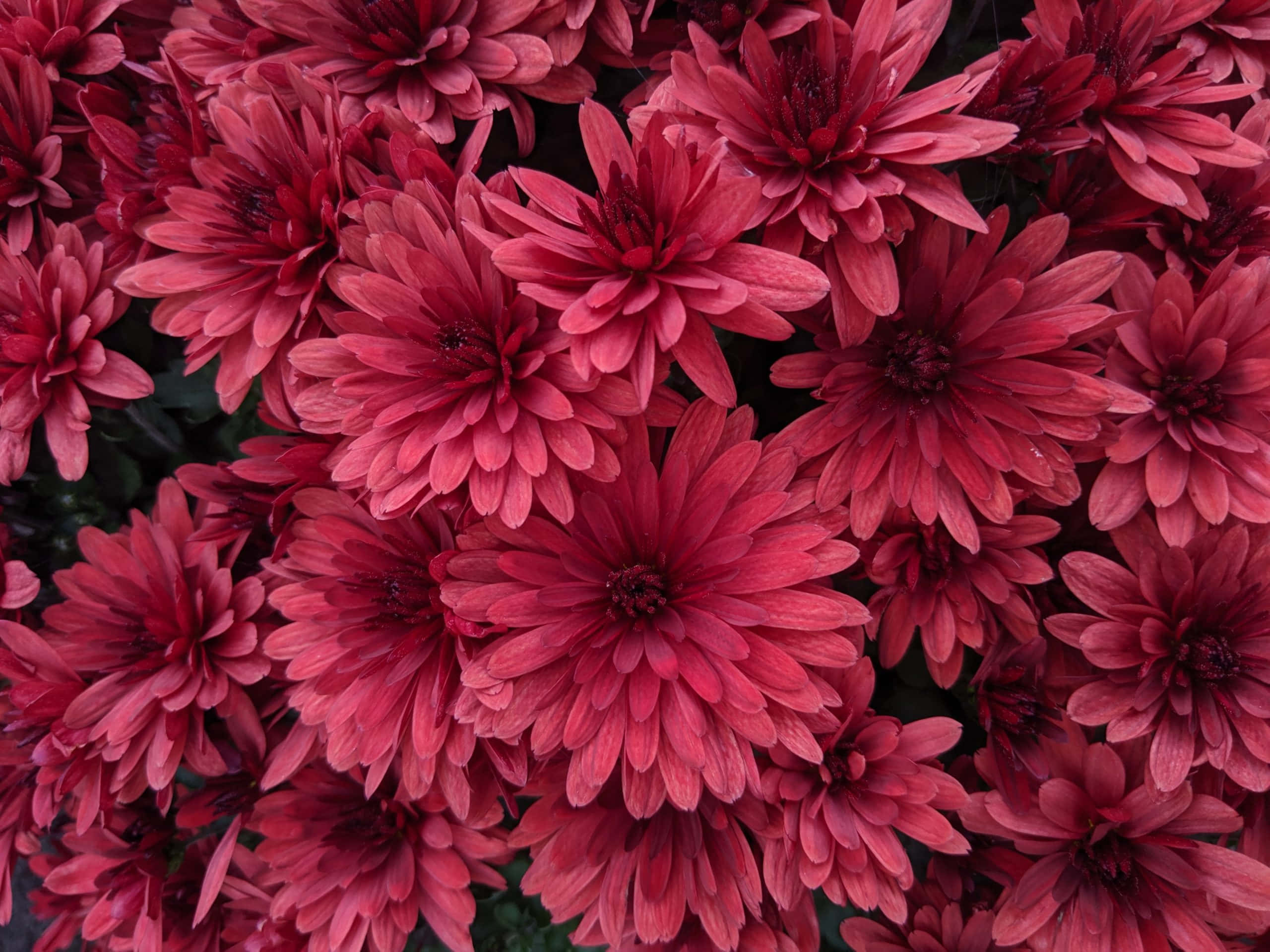 黑與粉紅花田 壁紙