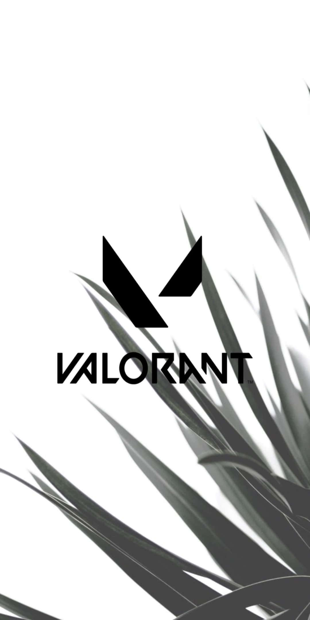 Pixel 3 Valorant 桌布 壁紙 — 黑色Valorant標誌置中於純白背景，右下角有尖銳的單色植物葉片作框架。