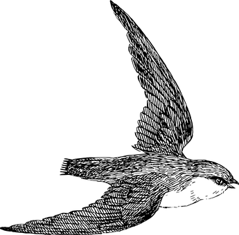 黑色剪影鳥類飛行 壁紙