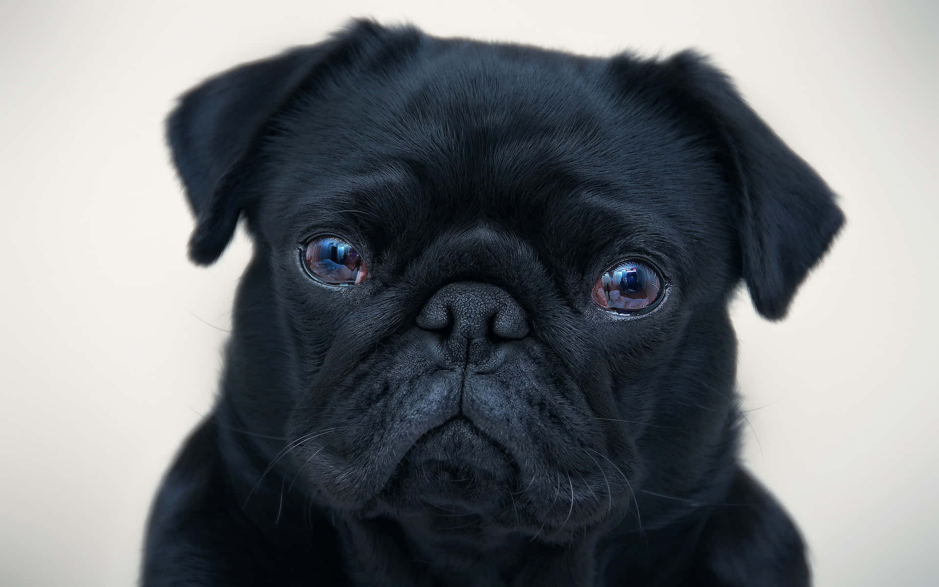 狗 桌布 壁紙 — 黑色巴哥犬幼犬的特寫，擁有充滿靈魂的藍色眼睛，直視鏡頭，背景是柔和的米白色。