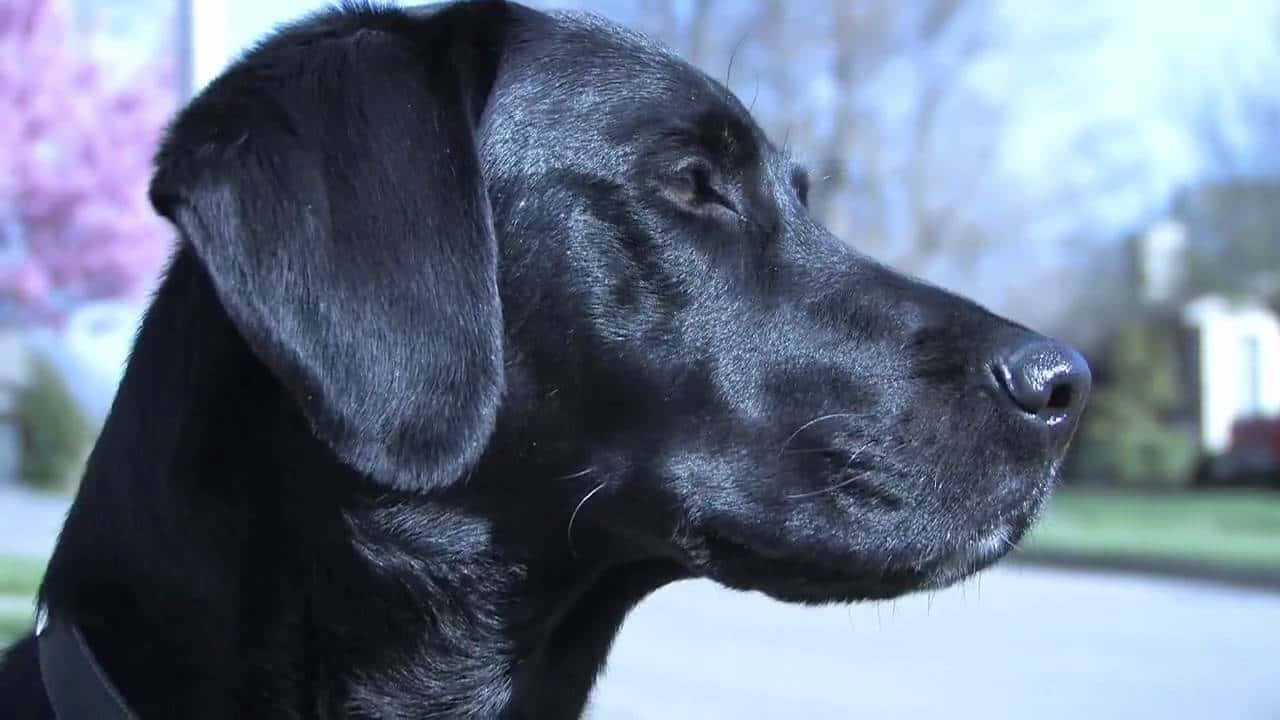 Labrador 桌布 壁紙 — 黑色拉布拉多尋回犬的 close-up 側面，毛髮柔軟，在晴朗的日子裡平靜地凝視戶外。