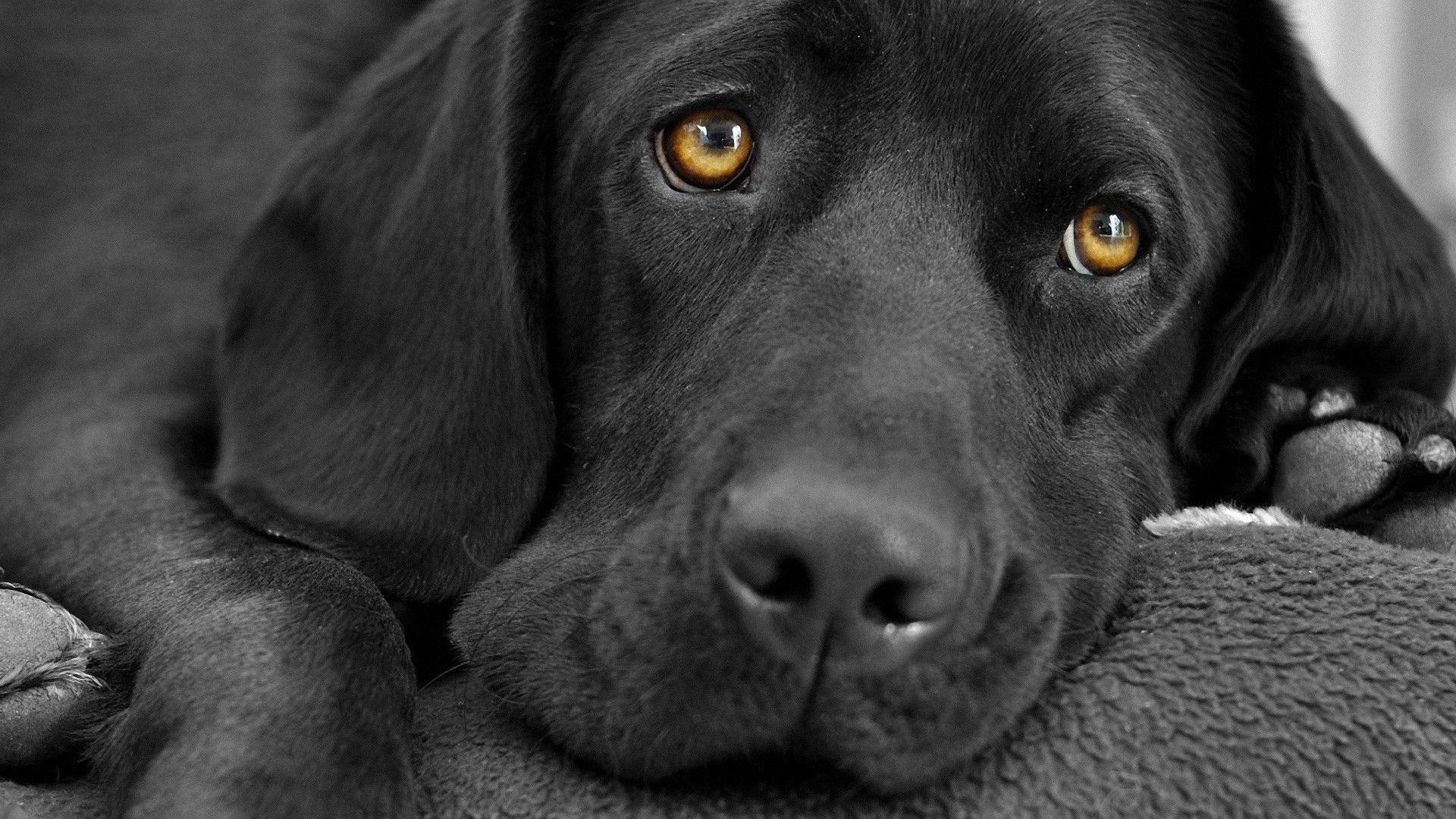 Labrador 桌布 壁紙 — 黑色拉布拉多犬臉部特寫，溫暖的琥珀色眼睛從單色背景中柔和地凝視。