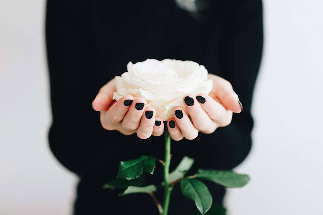 Aesthetic Rose 桌布 壁紙 — 黑色指甲的手在柔和的白色背景上捧著一朵純潔的白玫瑰。