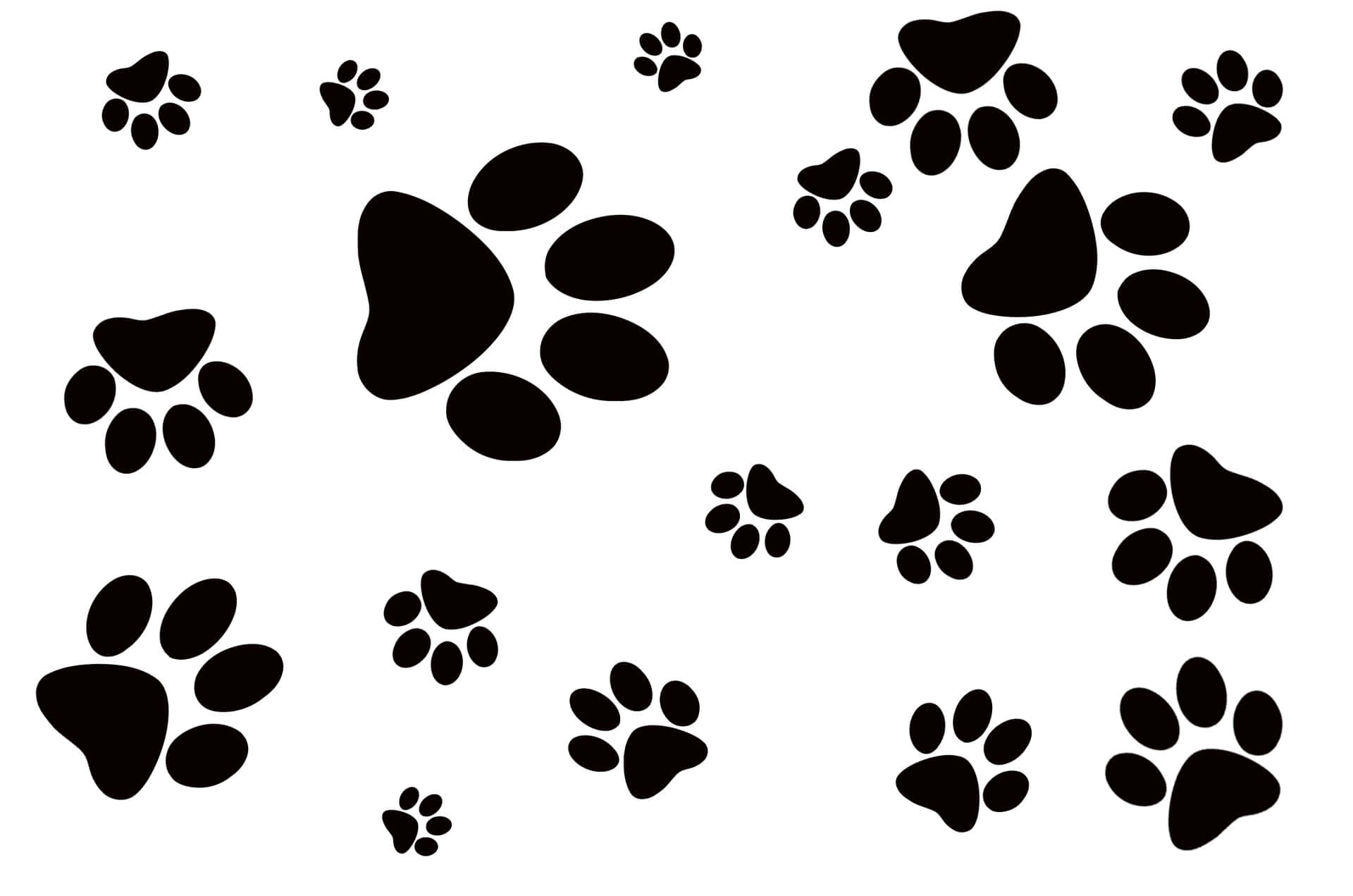 Paw Print 桌布 壁紙 — 黑色爪印剪影以不同大小和方向散落在潔白背景上。