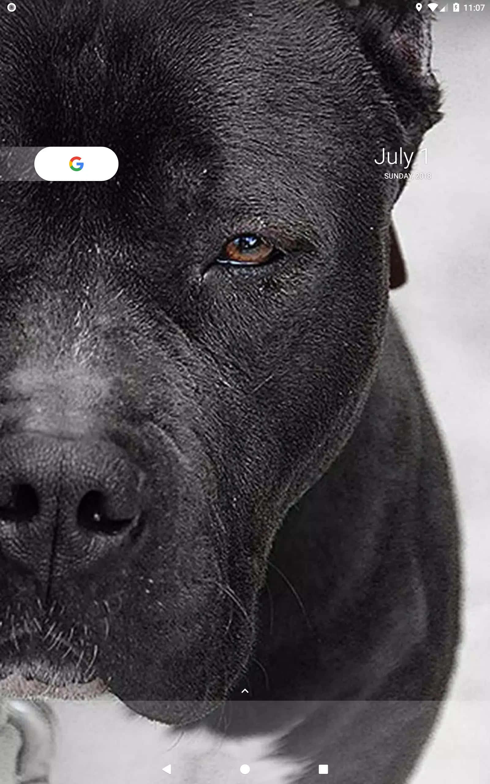 Black Pitbull 桌布 壁紙 — 黑色狗臉部特寫，帶有強烈的棕色眼睛和質感毛髮，背景為柔和的白色。
