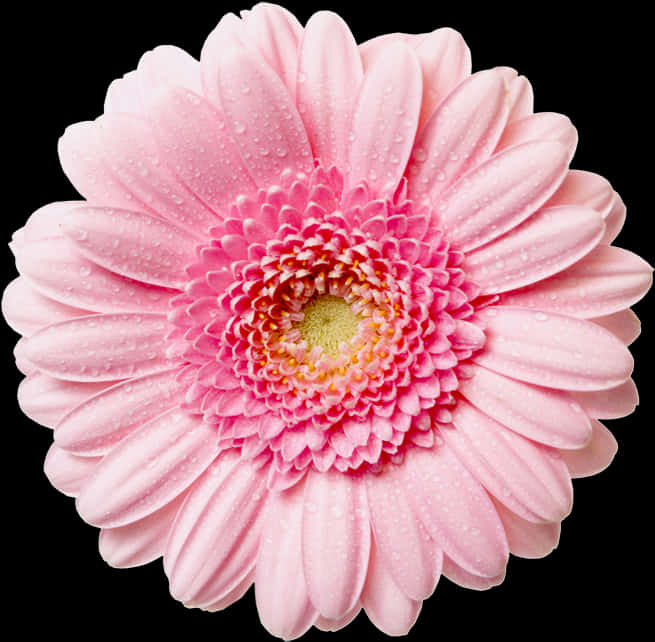 Daisy Flower 桌布 壁紙 — 黑色背景上，一朵帶有露珠的粉紅色非洲菊雛菊的特寫。