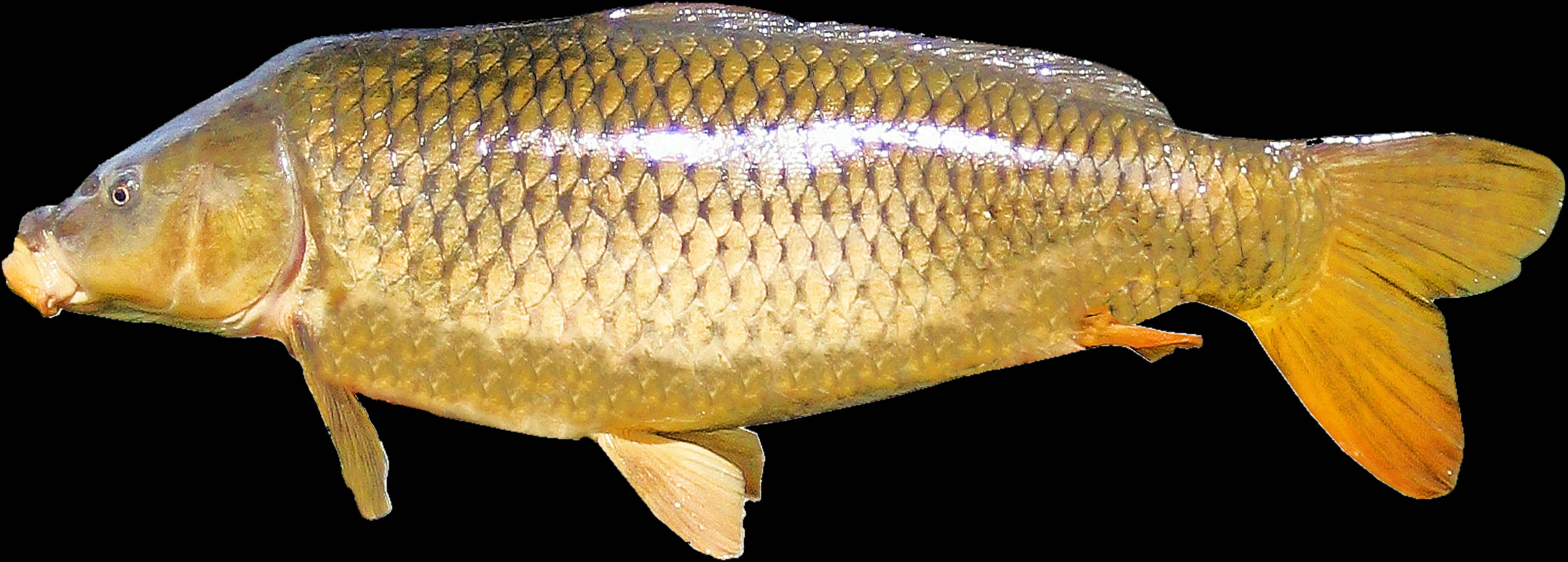 魚 桌布 壁紙 — 黑色背景上，一條金色鯉魚的詳細側面圖，帶有紋理鱗片和半透明魚鰭。