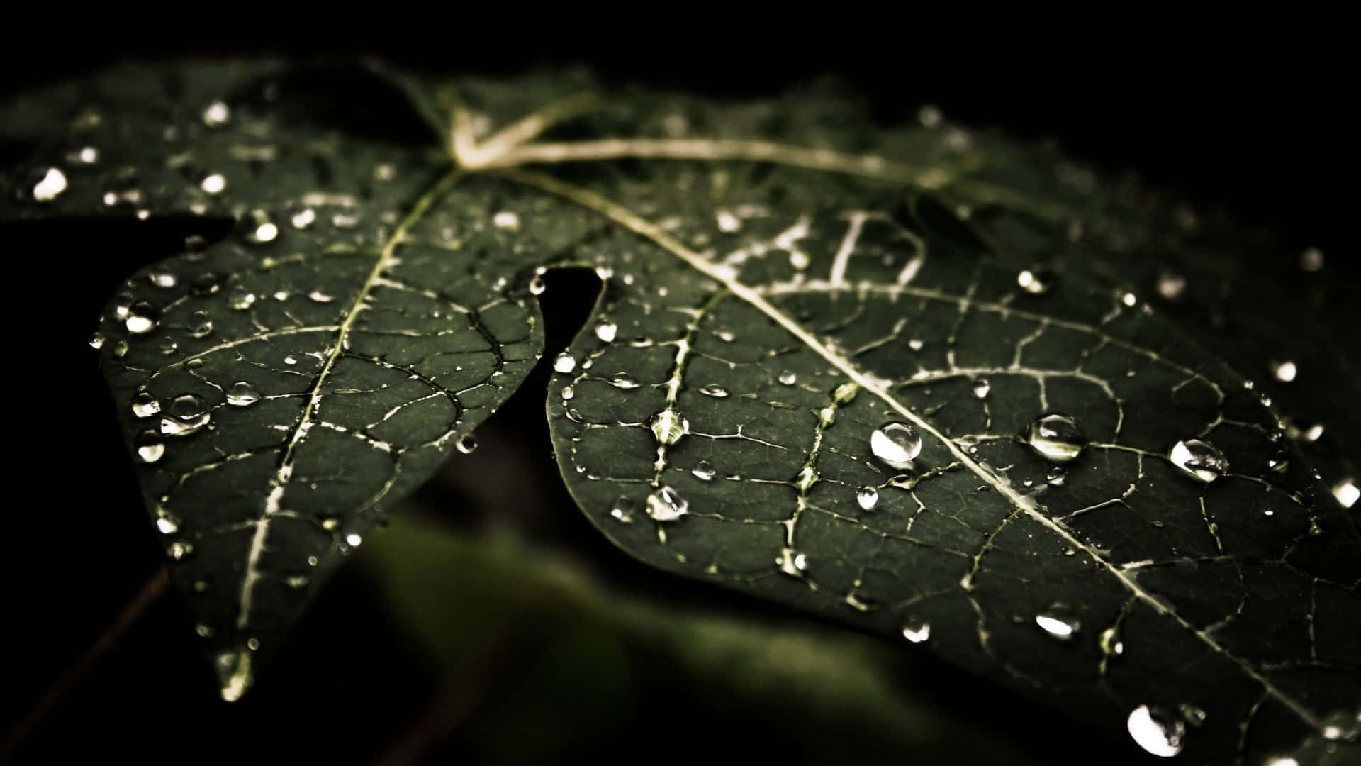 Dark Nature 桌布 壁紙 — 黑色背景上，一片深綠色葉子的特寫，葉脈錯綜複雜，水珠閃閃發光。