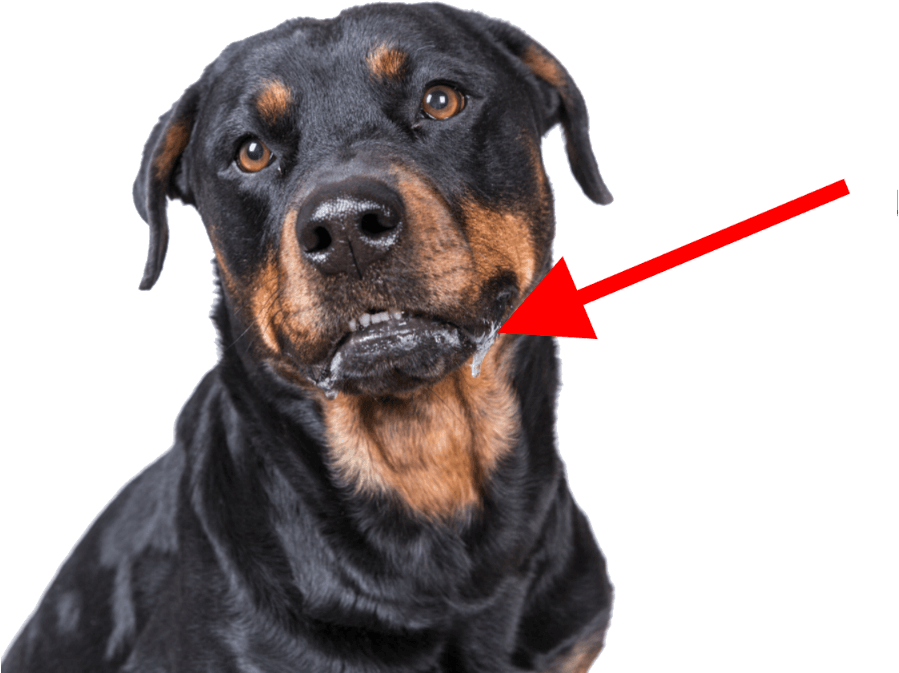 Clip Art 桌布 壁紙 — 黑色背景上，一隻黑褐色羅威納犬近距離特寫，口水從嘴邊滴落。