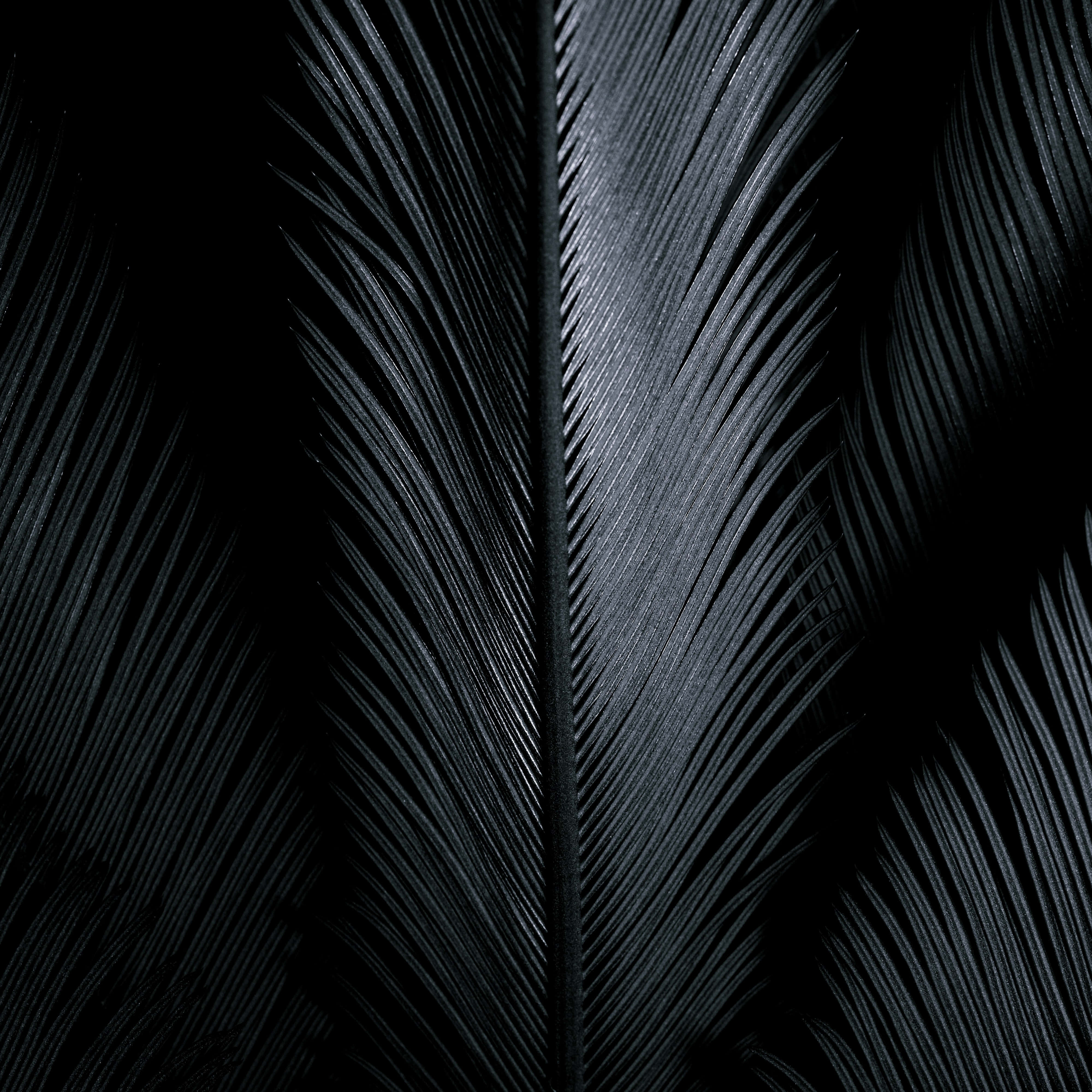 Black Pattern 桌布 壁紙 — 黑色背景上，帶有複雜倒刺的深色羽毛特寫。