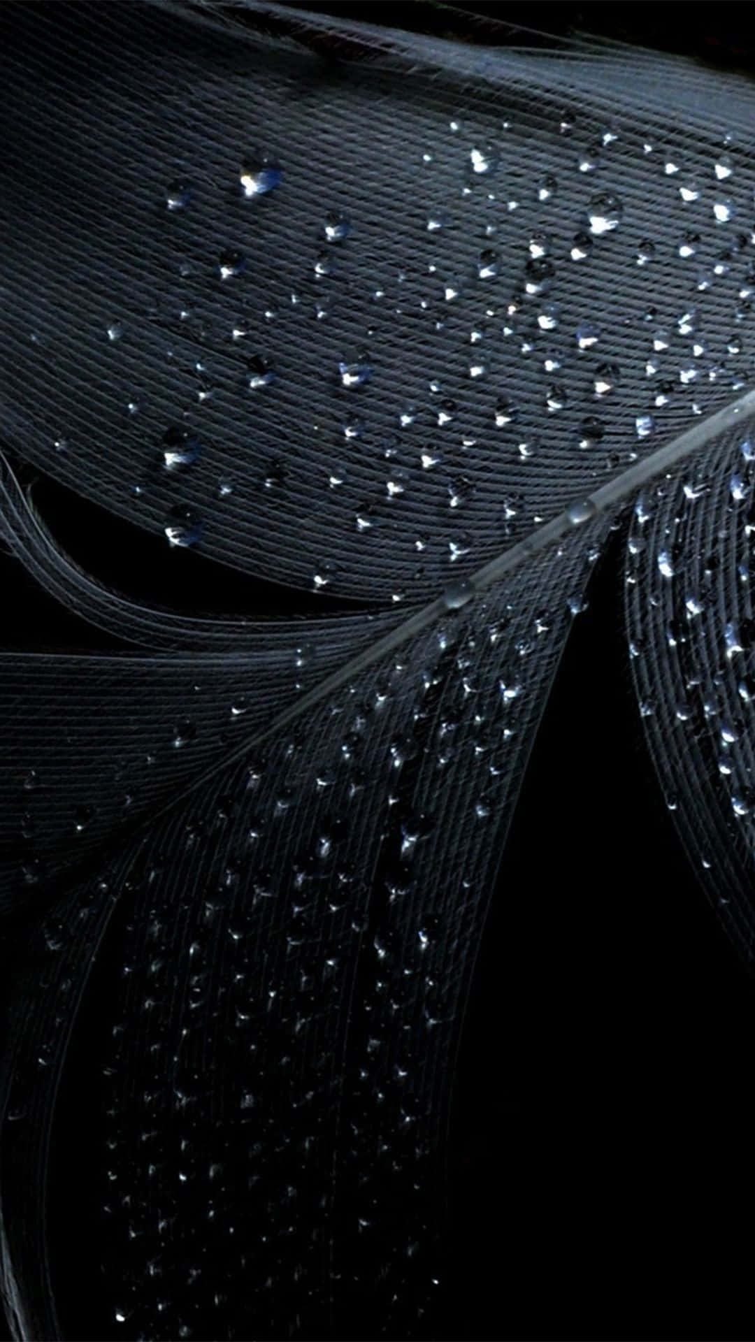Droplets 桌布 壁紙 — 黑色背景上，帶有閃爍水滴的深色羽毛特寫。