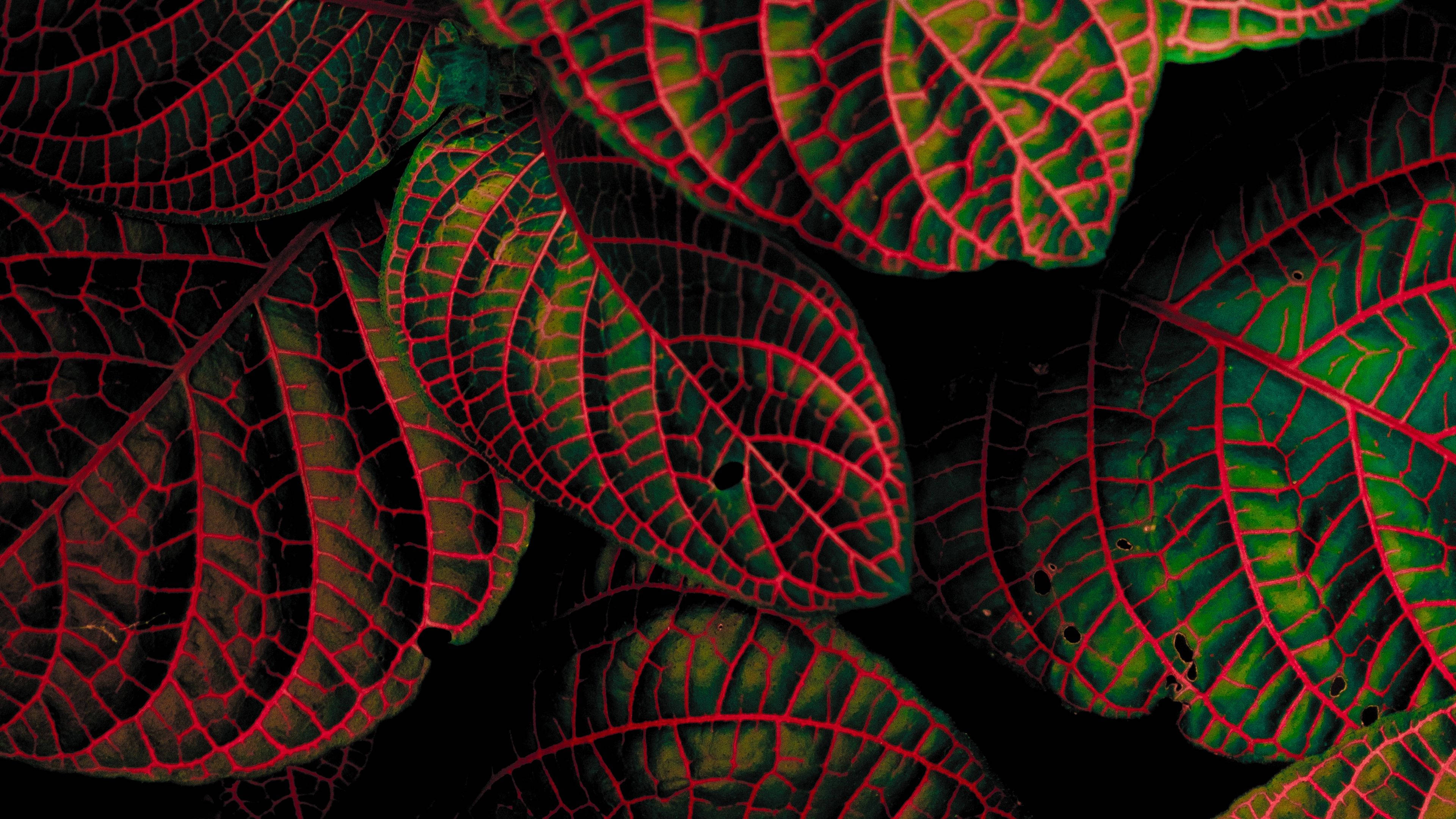 Plant Aesthetic 桌布 壁紙 — 黑色背景上，帶有鮮明紅色葉脈的充滿活力的綠色葉子的特寫。