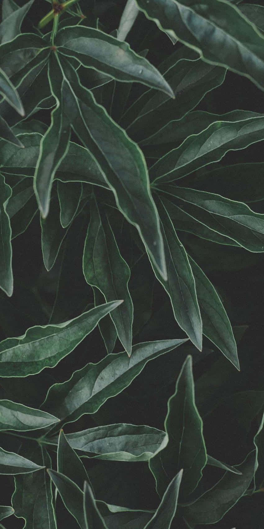 Aesthetic Leaf 桌布 壁紙 — 黑色背景上，邊緣明亮的茂密深綠色葉子的特寫。
