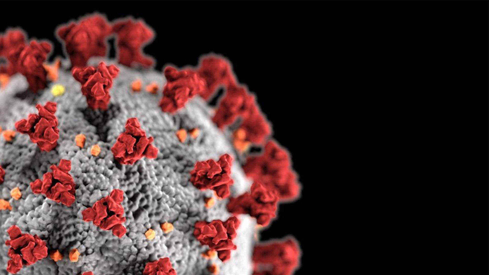 Coronavirus 桌布 壁紙 — 黑色背景上帶有紅色刺突蛋白的病毒顆粒特寫。