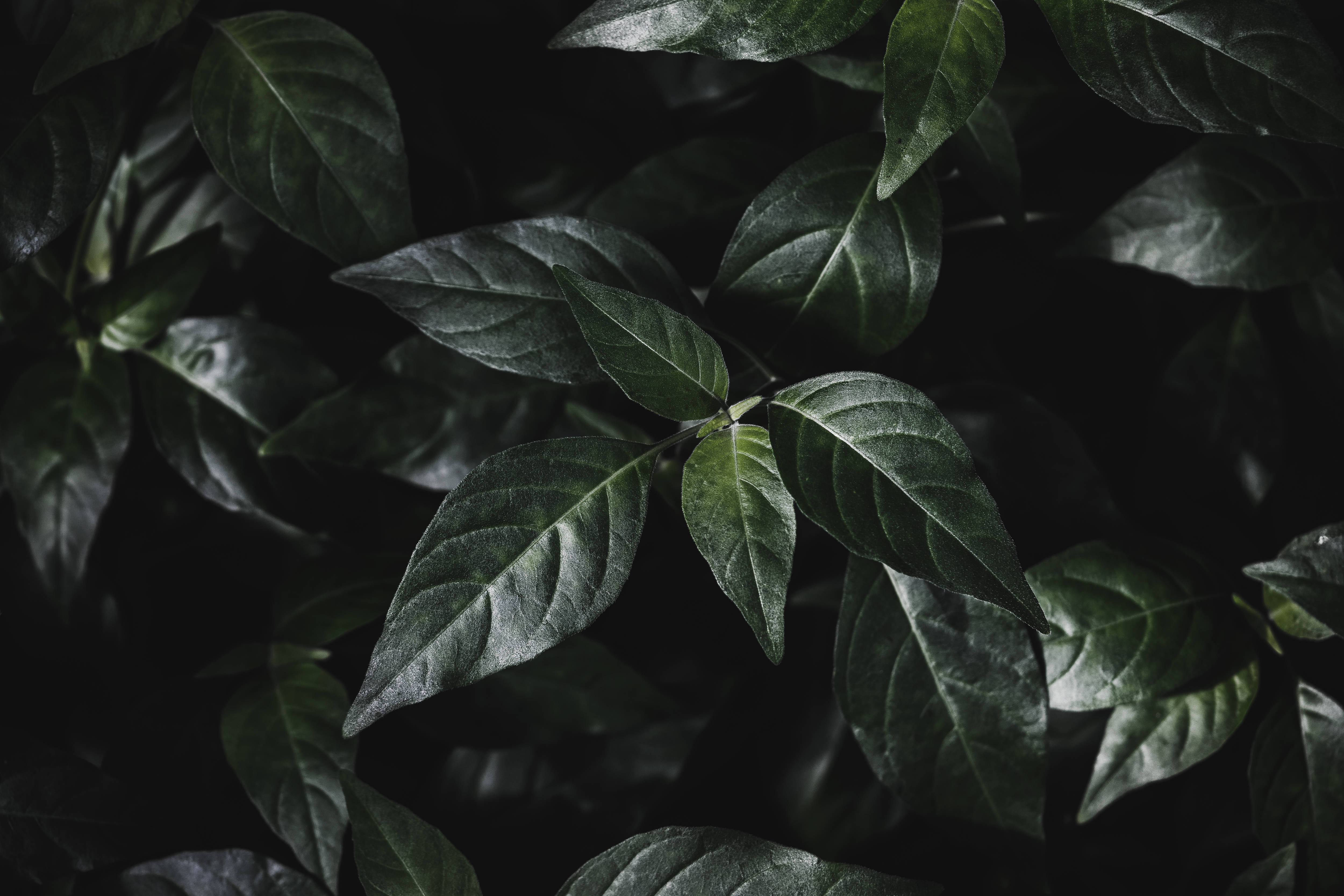 simple dark aesthetic 桌布 壁紙 — 黑色背景下，帶有尖銳葉脈的光澤深綠色葉子的特寫。