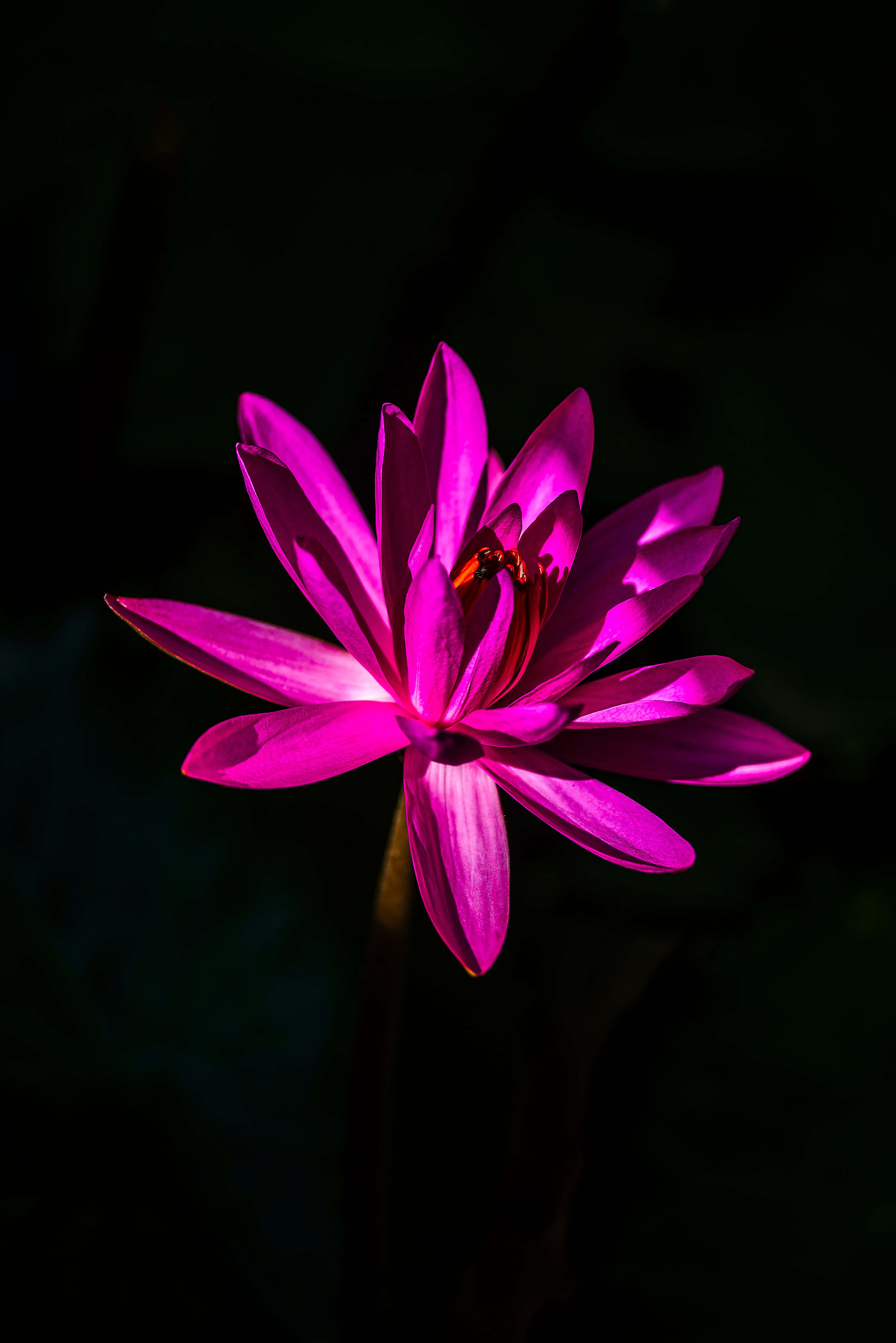 黑色與粉色蓮花 壁紙