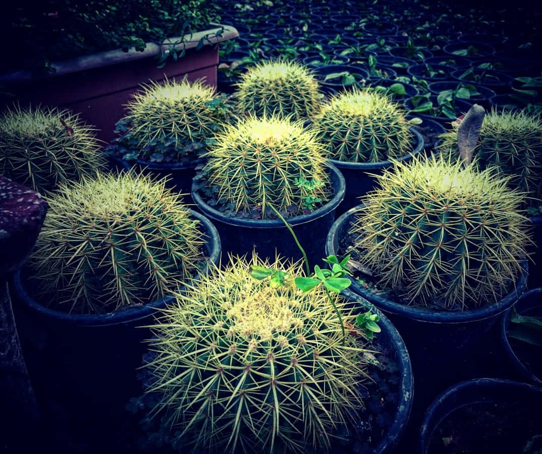 Cactus Plants 桌布 壁紙 — 黑色花盆中的球形金鯱在苗圃環境中，在戲劇性的藍色調燈光下發光。
