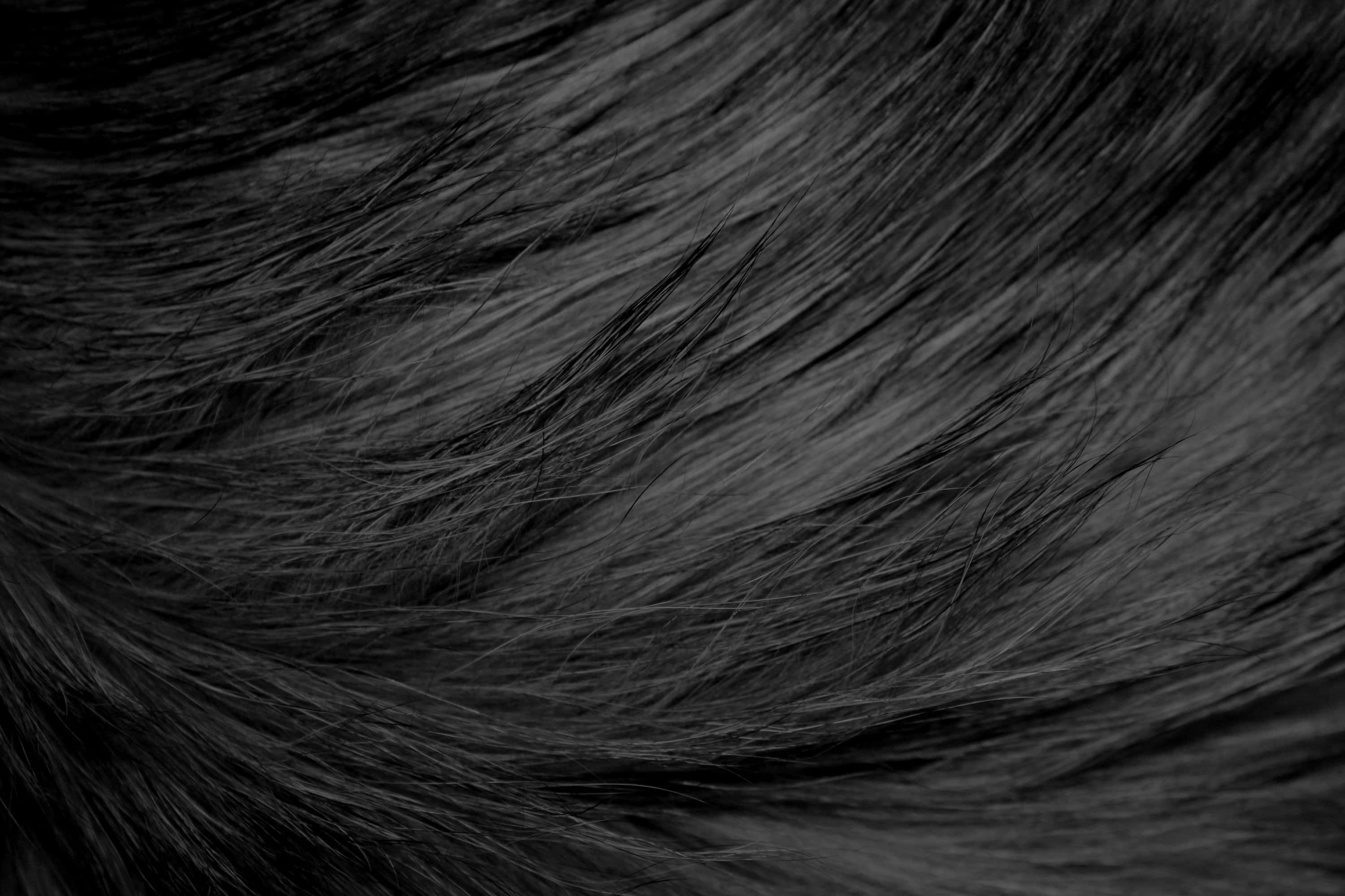Animal Fur 桌布 壁紙 — 黑色飄逸髮絲的特寫，帶有柔和的高光和深邃陰影，形成紋理化的抽象圖案。