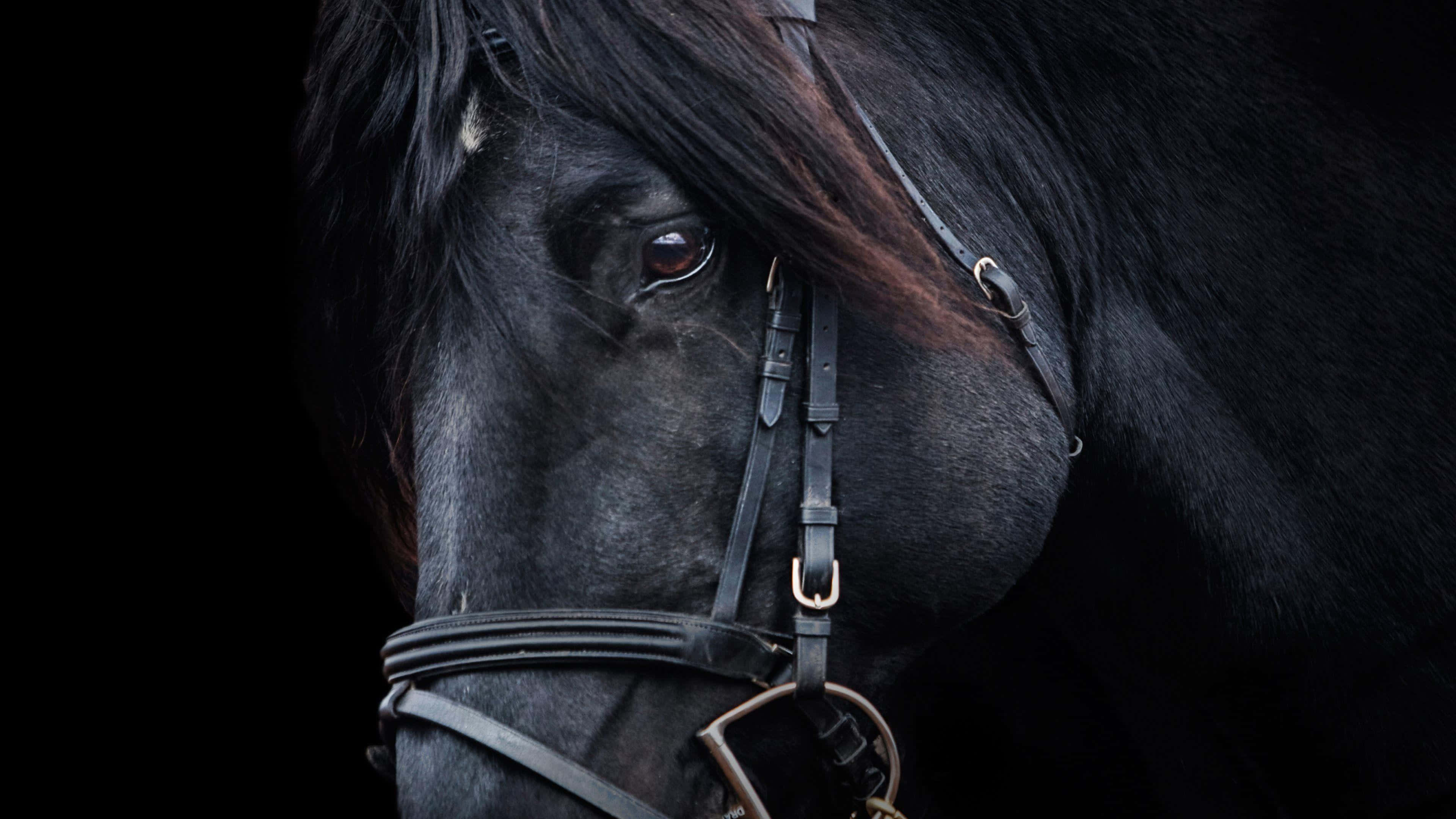 Black Horse 桌布 壁紙 — 黑色馬匹戴上韁繩的 close-up 肖像，以深色背景突出其強烈的眼睛。