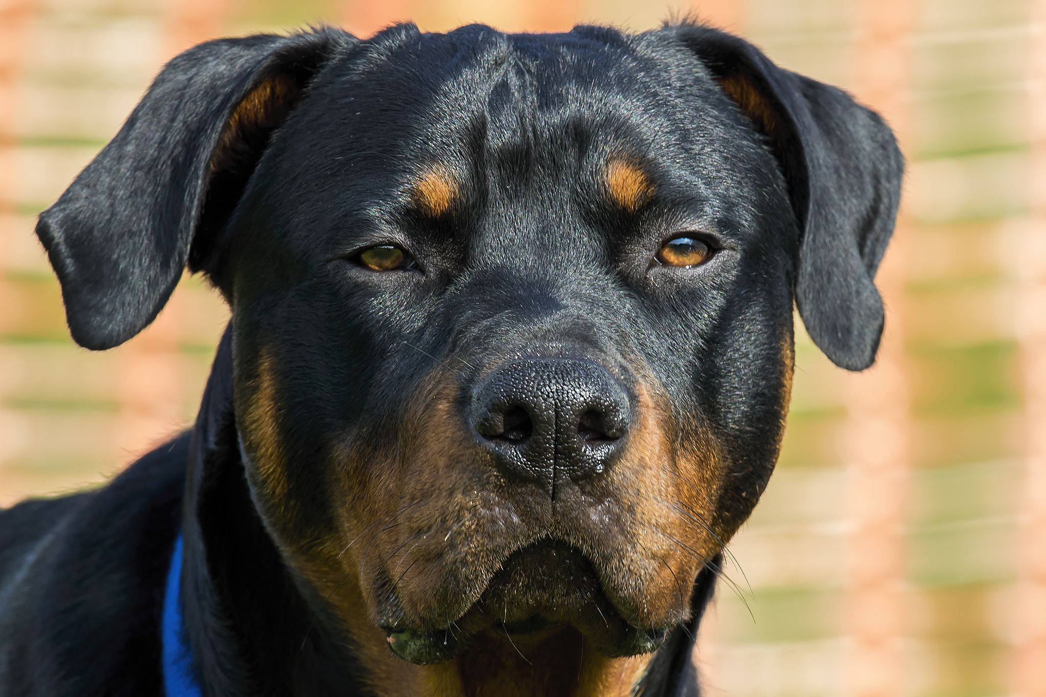 羅威那犬 桌布 壁紙 — 黑褐色羅威納犬的近距離肖像，琥珀色眼睛充滿靈魂，直視觀看者。