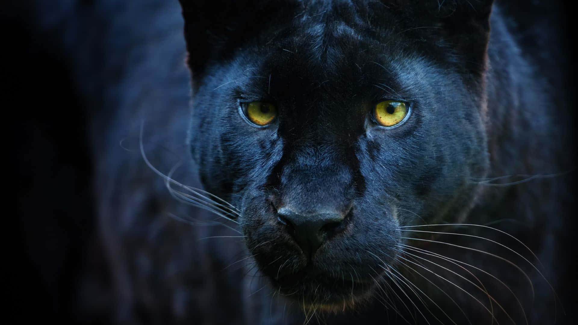 panther 桌布 壁紙 — 黑豹的特寫，牠的臉部表情強烈，發光的黃色眼睛在黑暗環境中直視觀眾。