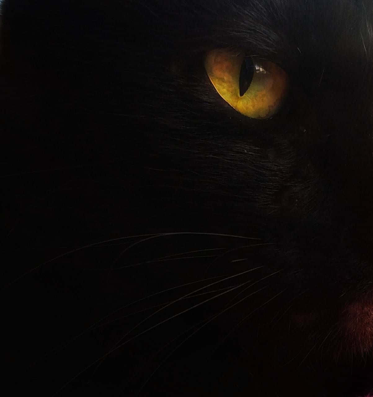 Cat Eyes 桌布 壁紙 — 黑貓在近乎黑暗中發光的琥珀色眼睛特寫，鬍鬚清晰可見。