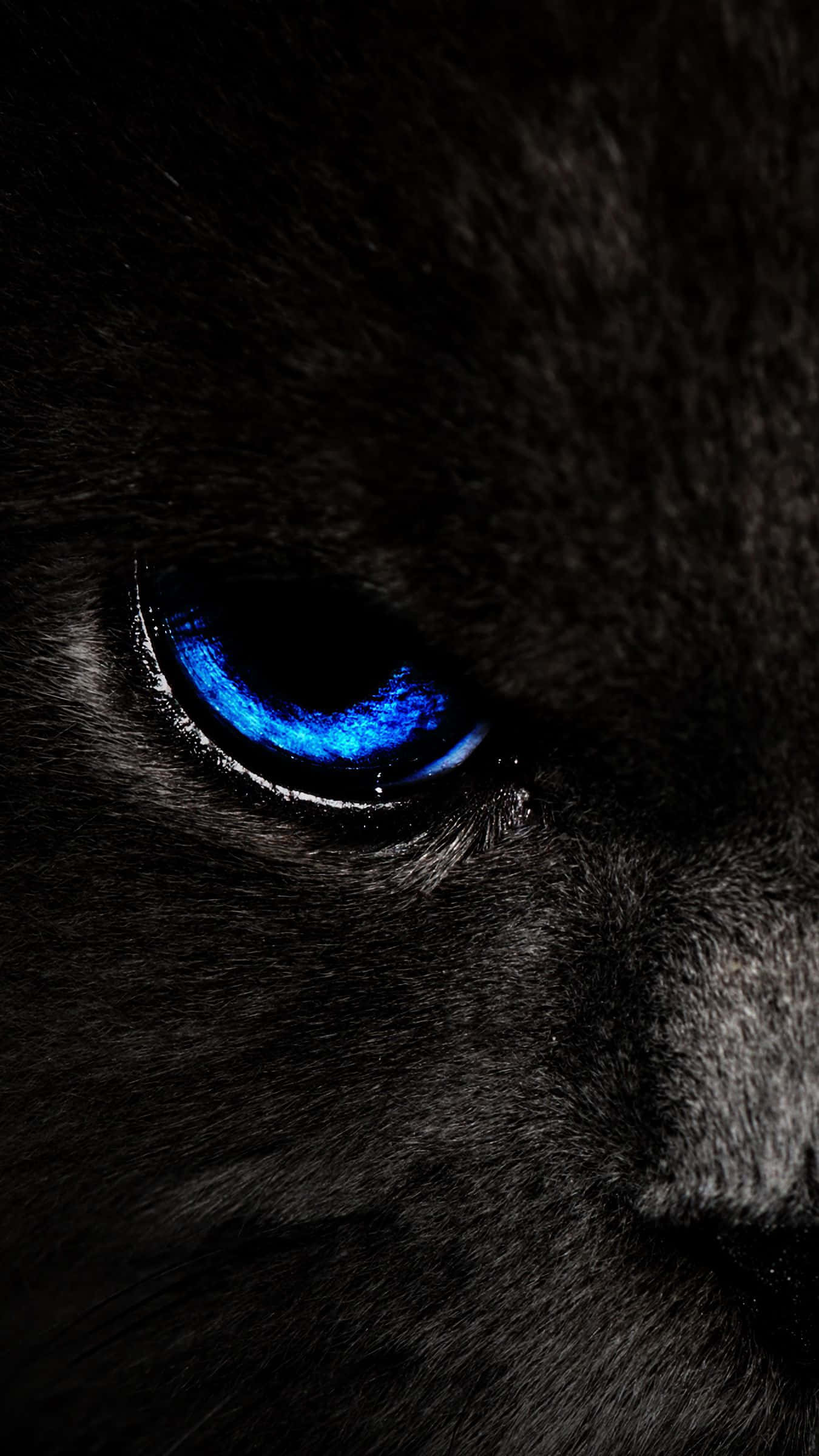 Cat Eyes 桌布 壁紙 — 黑貓眼睛的特寫，在深色毛髮襯托下發出強烈的電光藍光。