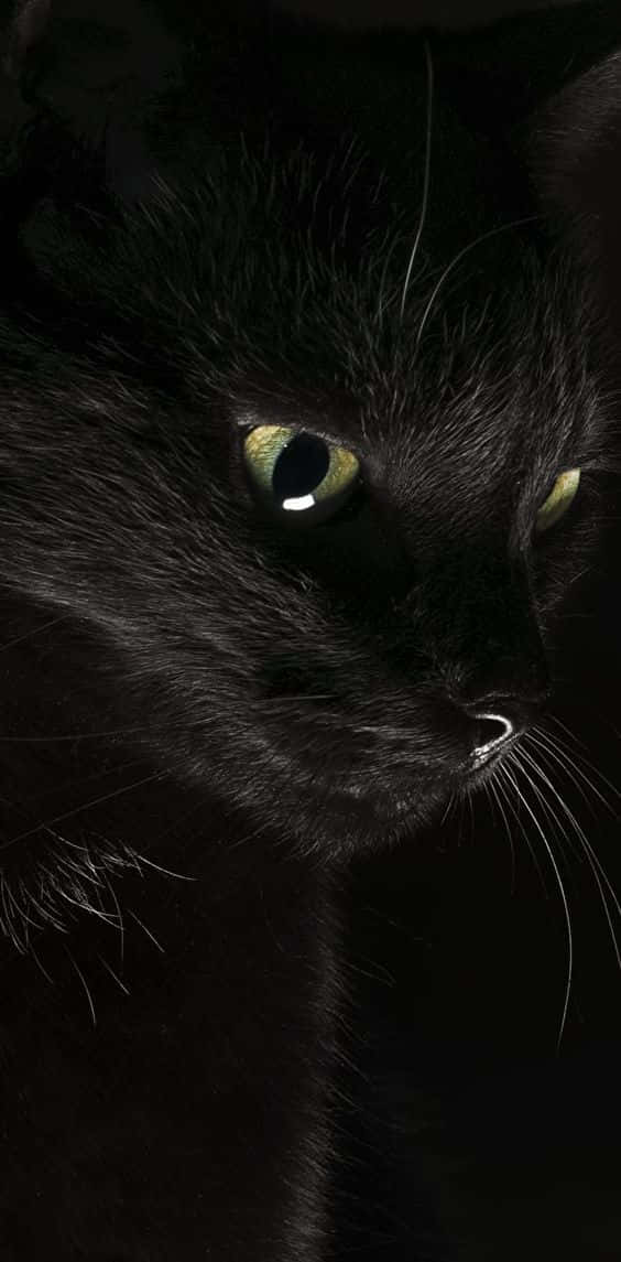 Black Cat Halloween 桌布 壁紙 — 黑貓臉部在黑暗中的特寫，發光的綠色眼睛專注地凝視。