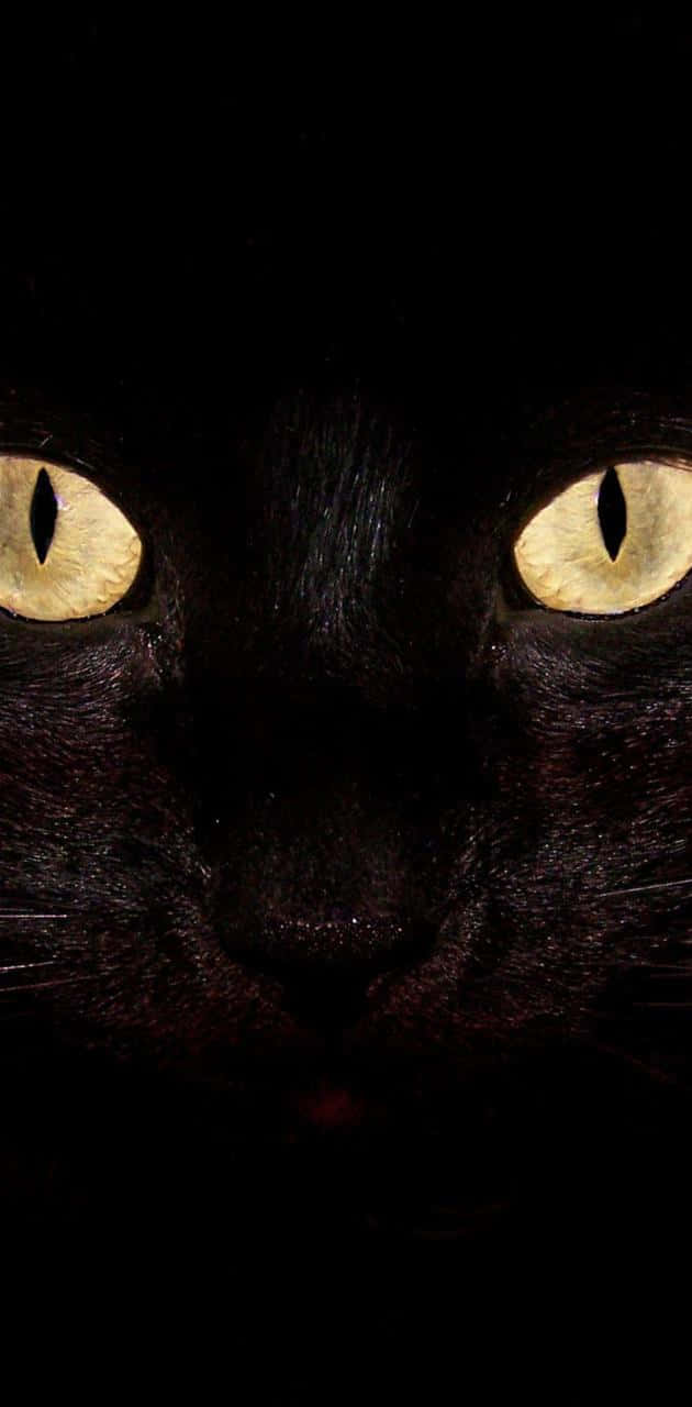 Cat Eyes 桌布 壁紙 — 黑貓臉部在黑暗中的特寫，發光的黃色眼睛強烈地向前凝視。